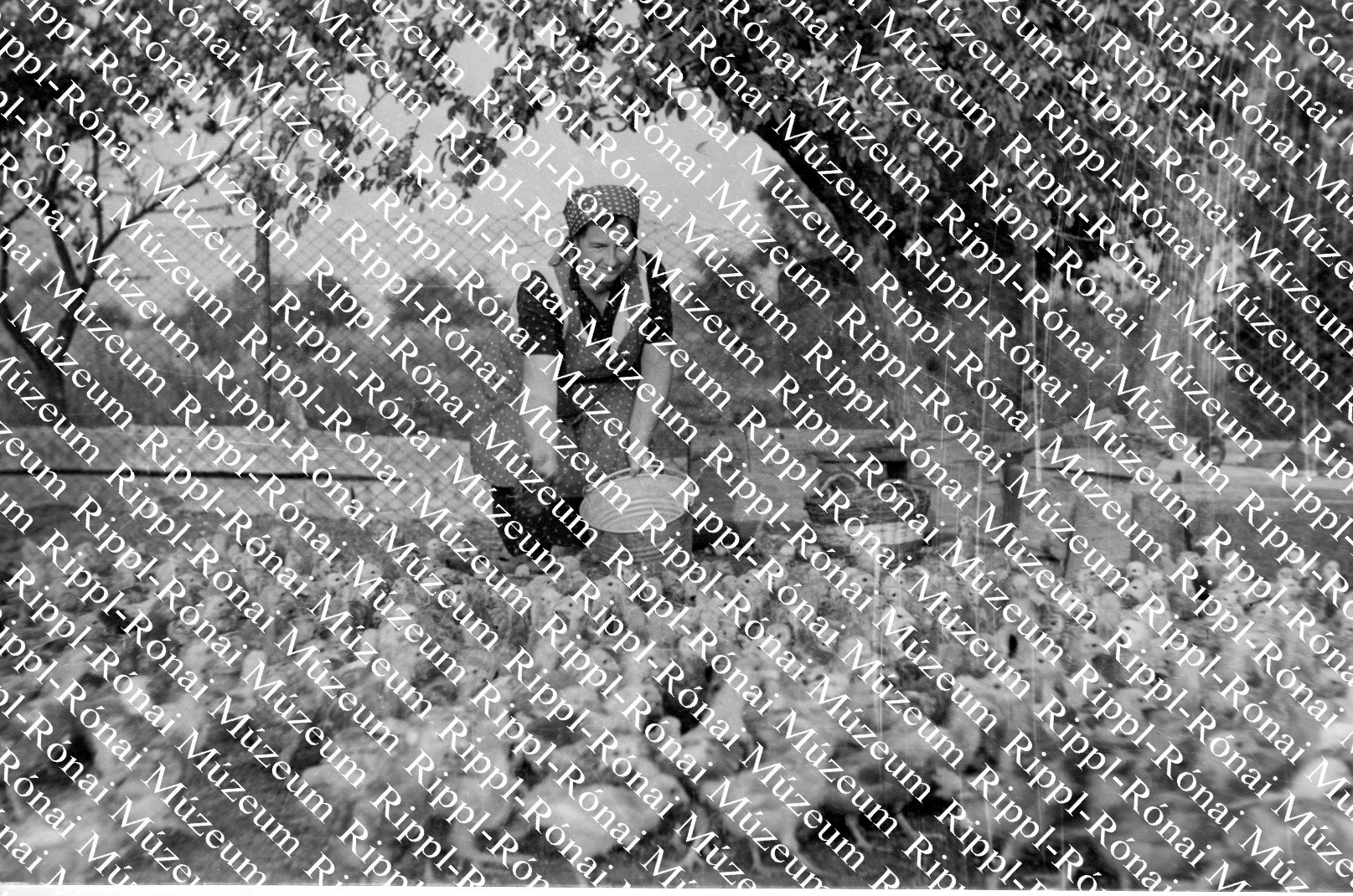 Naposcsibék az őrtilosi Szorgalom Tsz-ben (Rippl-Rónai Múzeum CC BY-NC-SA)