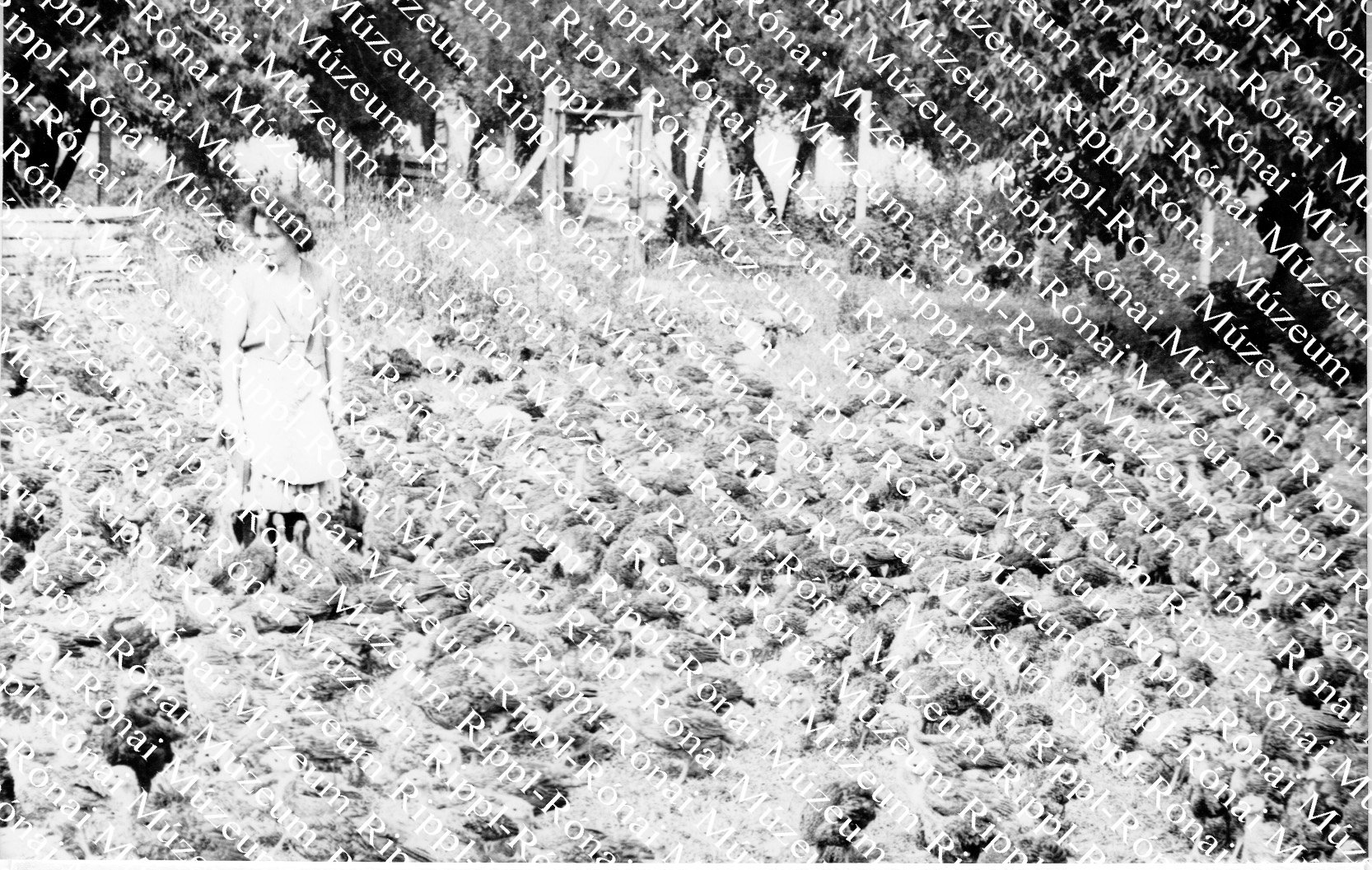 A kadarkúti Szabadság Tsz baromfi-farmján pulykát és gyöngytyúkot nevelnek (Rippl-Rónai Múzeum CC BY-NC-SA)