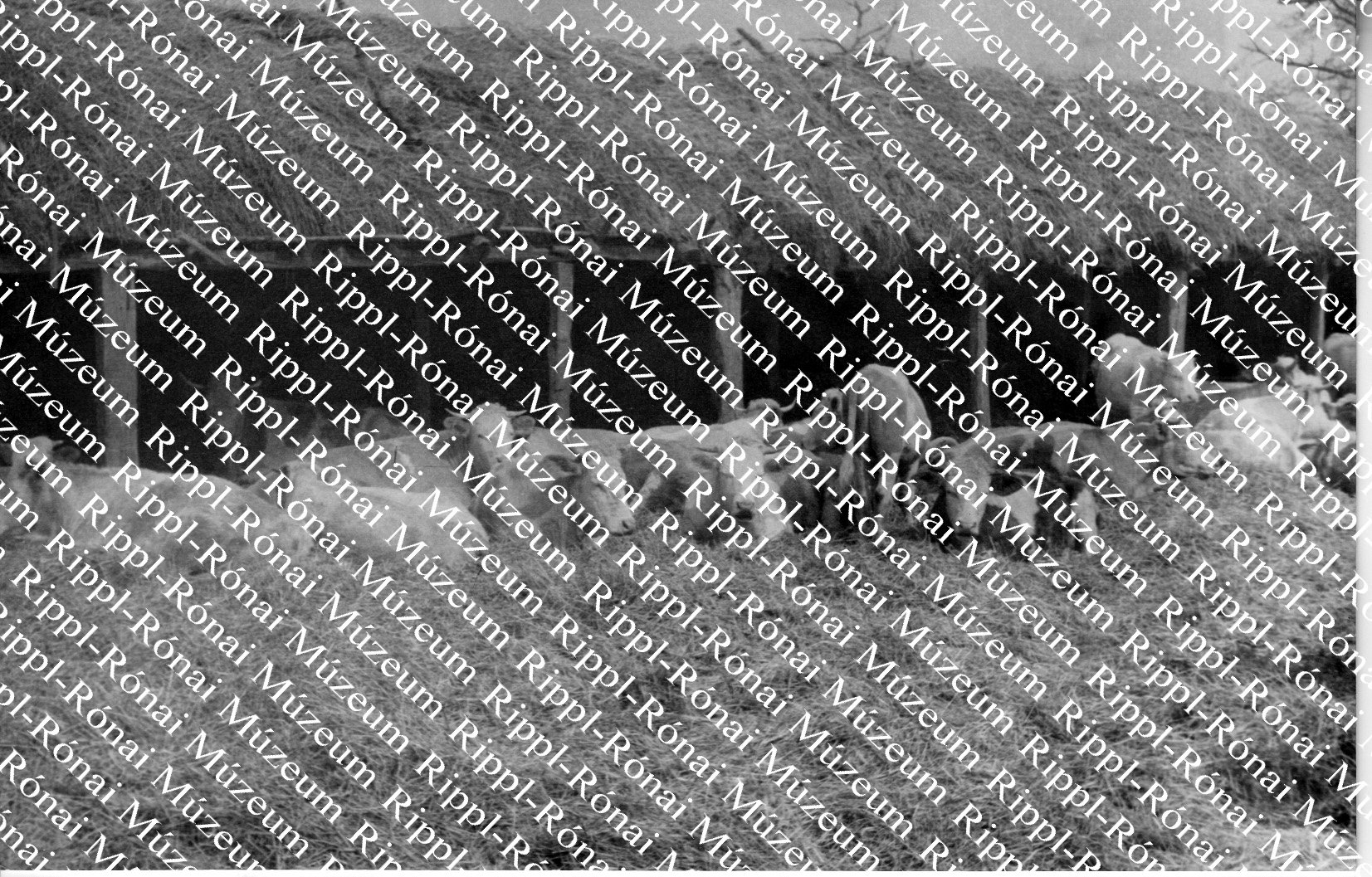 Kertimagtermelő Vállalat szentai üzemegységének szarvasmarha-szállása (Rippl-Rónai Múzeum CC BY-NC-SA)