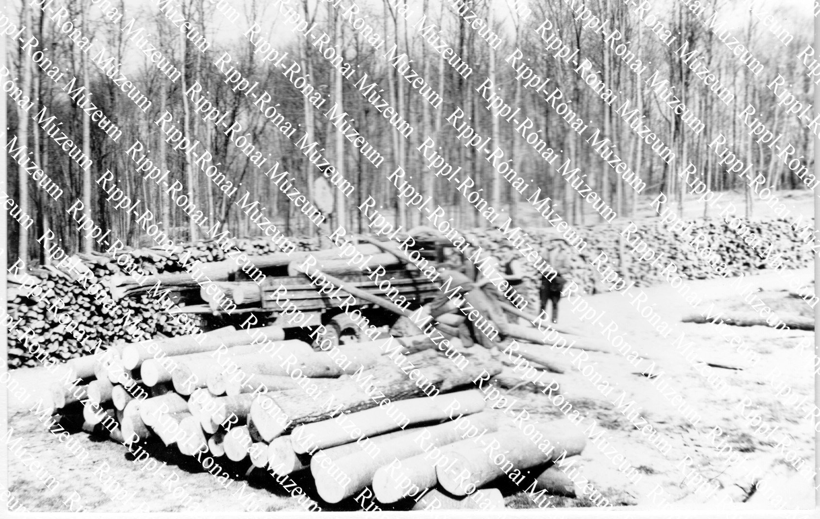 Szállítják a fát a kecskeháti biztonsági rakódóról (Rippl-Rónai Múzeum CC BY-NC-SA)