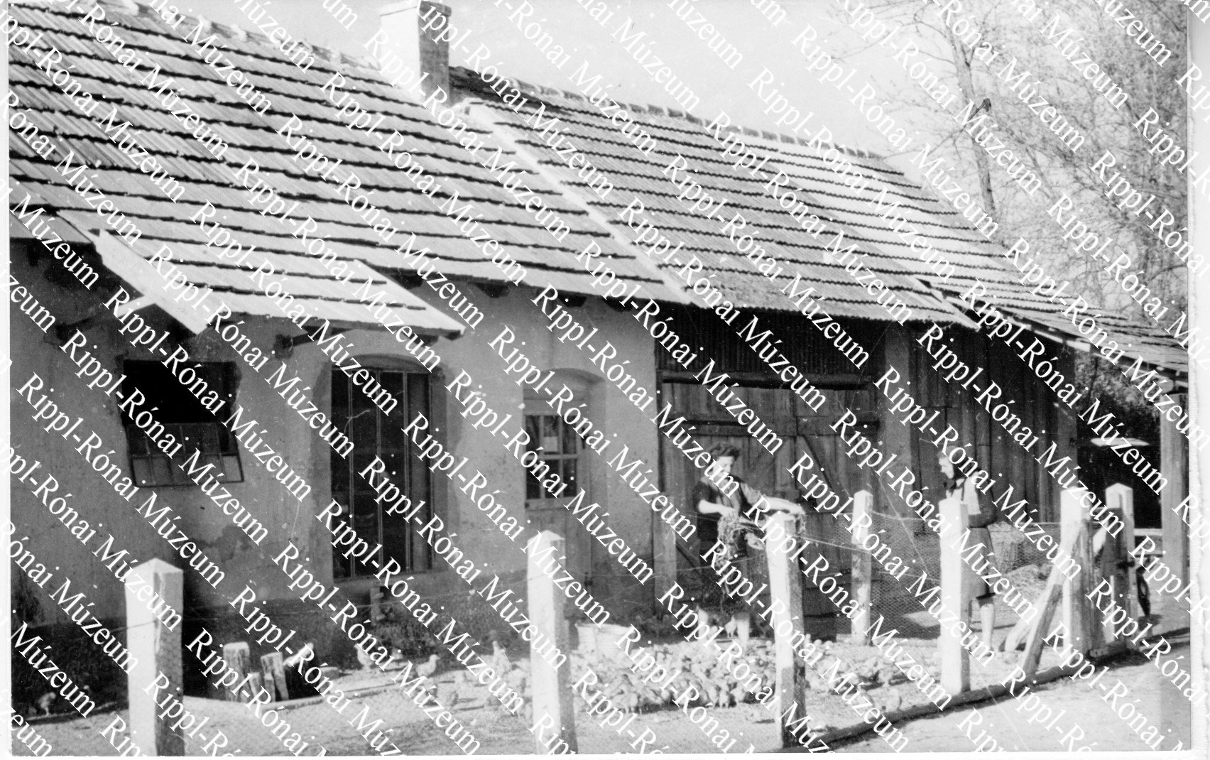 A jákói Aranykalász Tsz. baromfifarmja (Rippl-Rónai Múzeum CC BY-NC-SA)