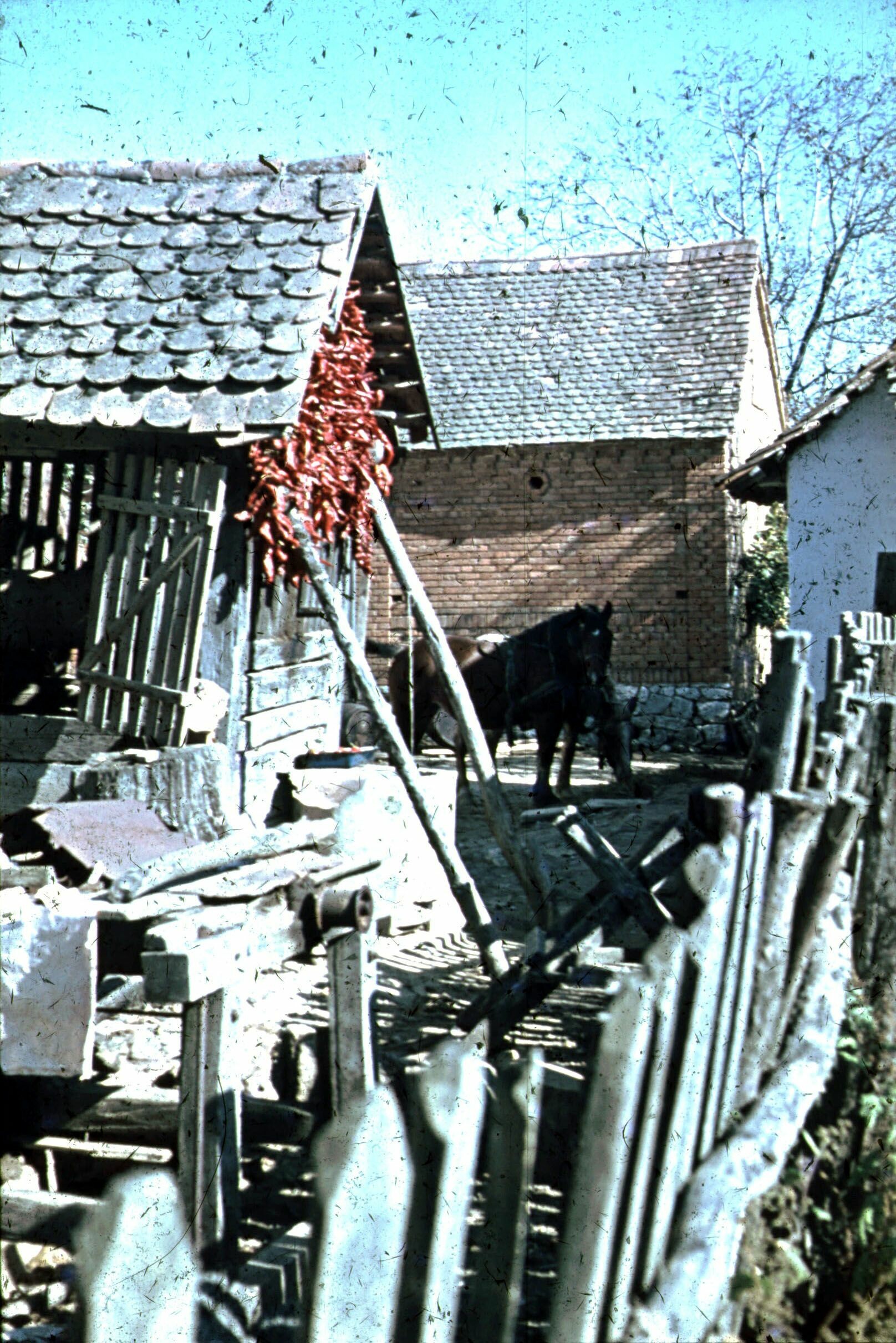 Paprikafüzér, Újlak (Rippl-Rónai Múzeum CC BY-NC-ND)
