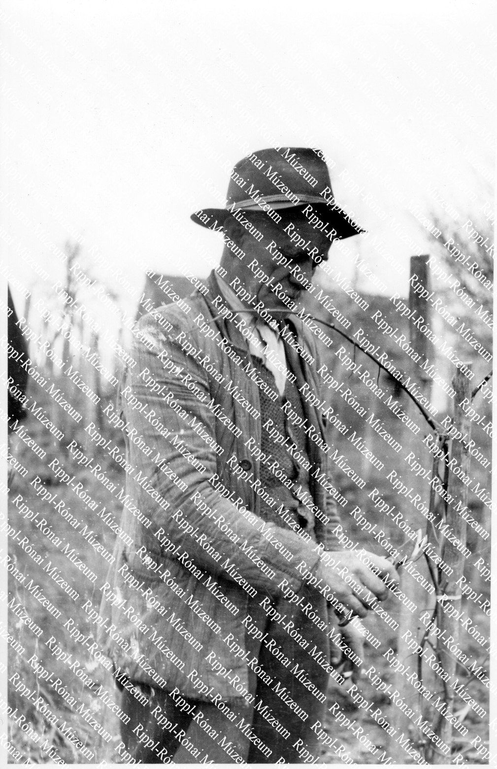 Horváth János, a porrogi Napsugár Tsz. tagja metszi a szőlőt a háztájiban (Rippl-Rónai Múzeum CC BY-NC-SA)