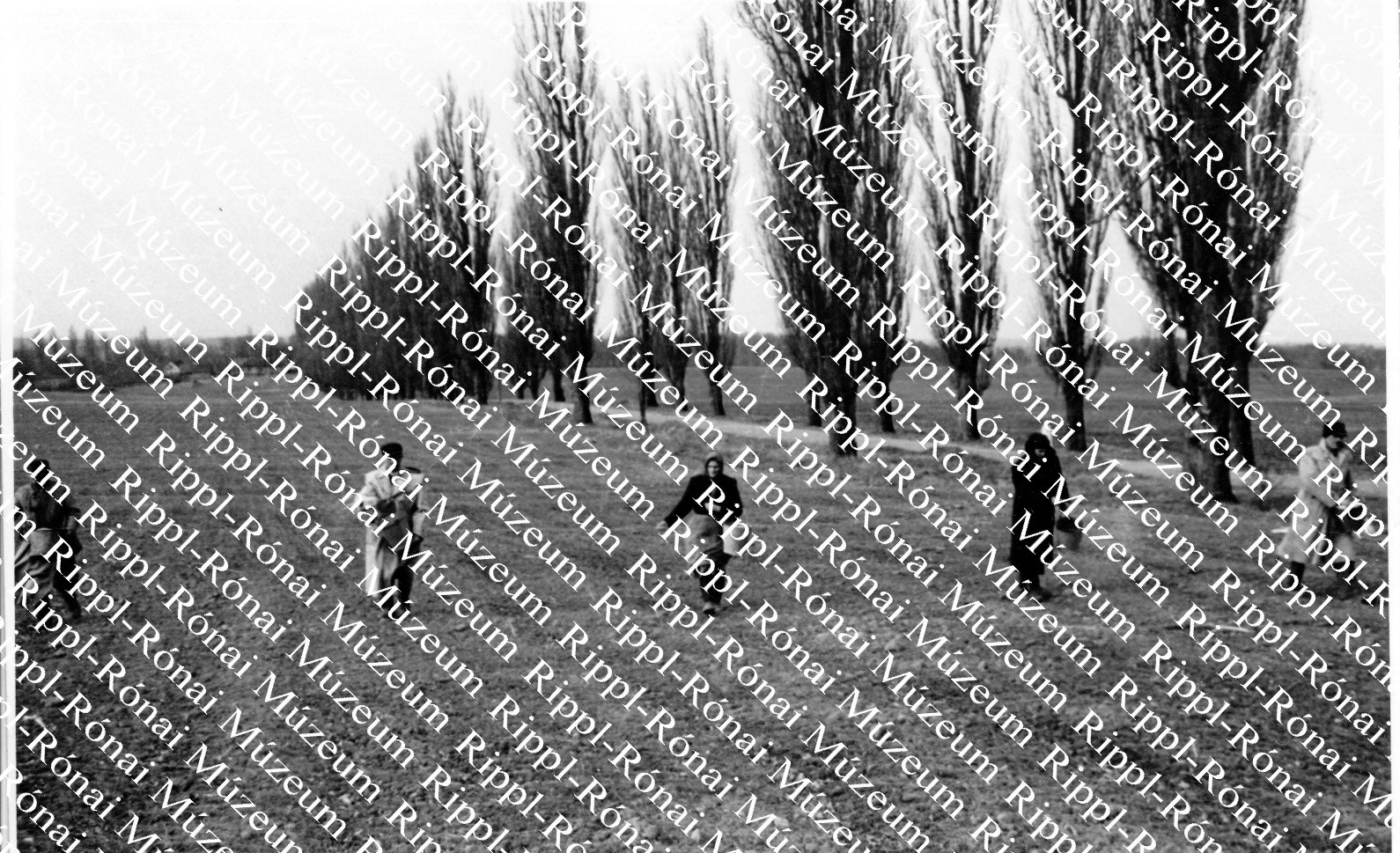 Fejtrágyázzák az őszi vetésű kalászosokat a somogyzsitfai Hunyadi János Tsz-ben (Rippl-Rónai Múzeum CC BY-NC-SA)