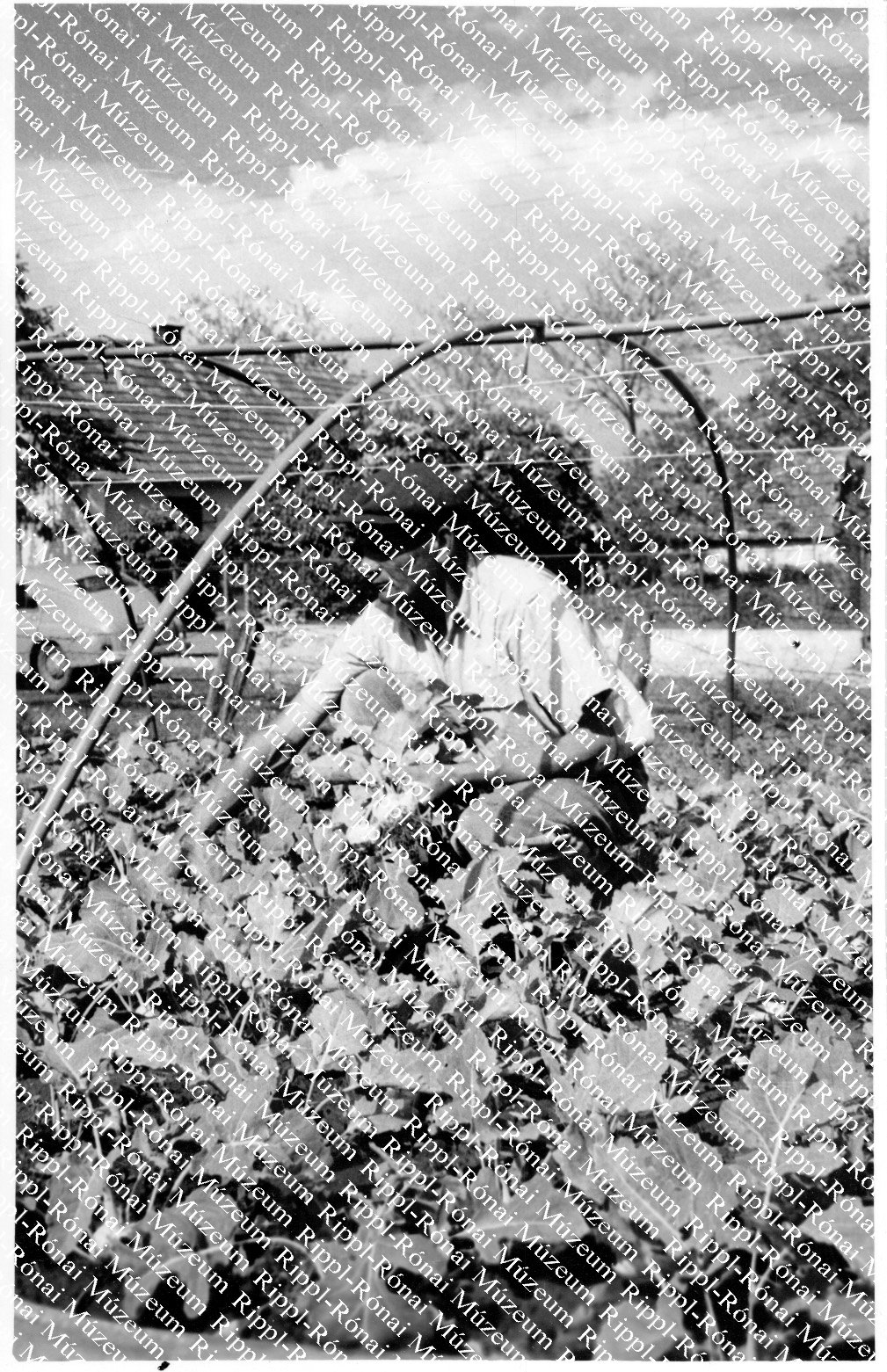 A balatonlellei Balatongyöngye Tsz. kertészetében Mészáros Ferenc kertész szép karalábékat szedi fel (Rippl-Rónai Múzeum CC BY-NC-SA)