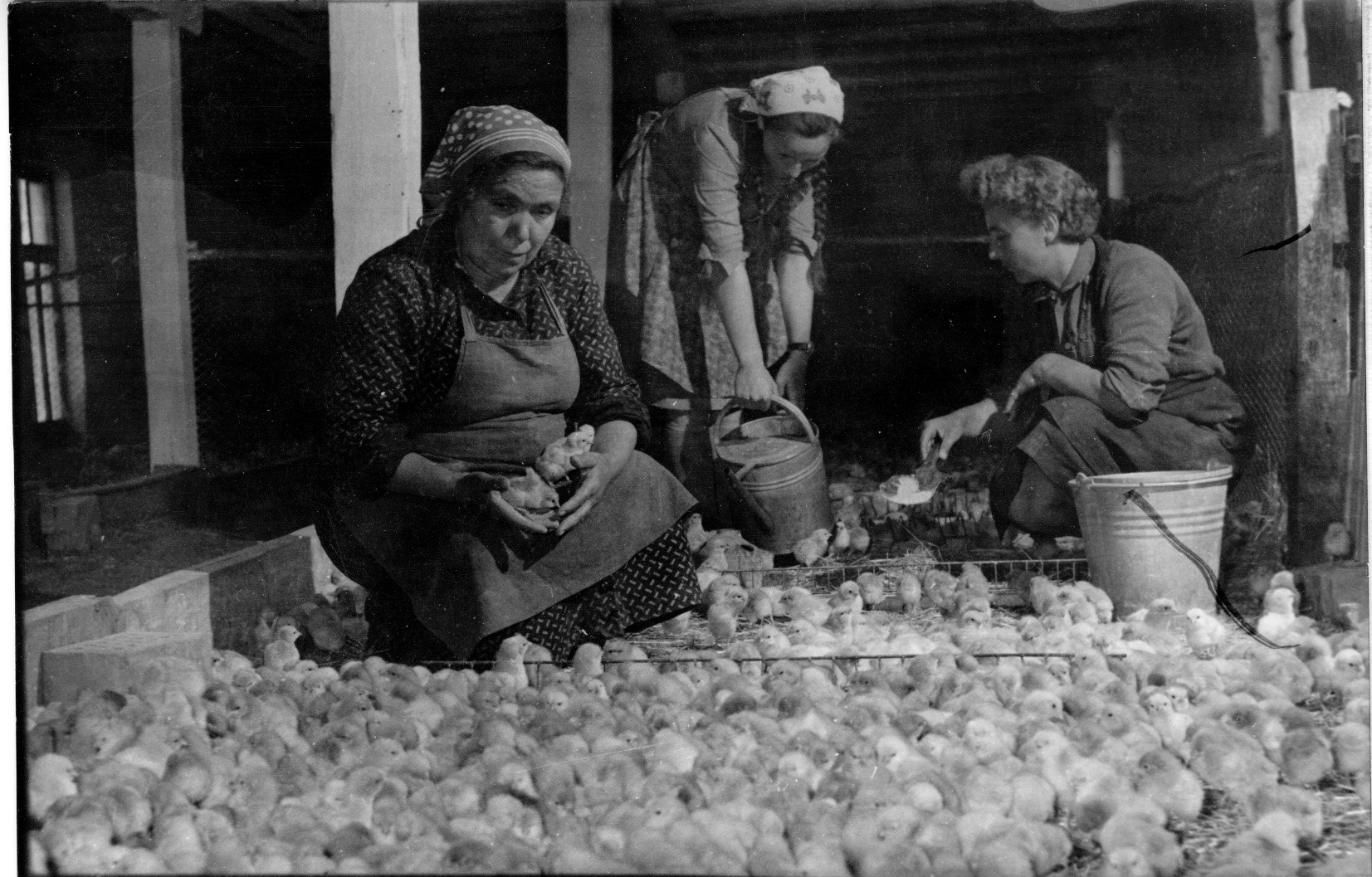 A bábonymegyeri Rudnay Tsz-ben Kovács Imréné, Major Magda és Szilágyi Imréné ennivalót és vizet ad a csirkéknek (Rippl-Rónai Múzeum CC BY-NC-ND)