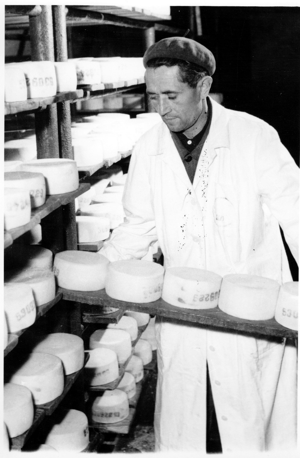 A Marcali Sajtüzemben Merő Gyula a sóból kivett sajtot polcokra rakja (Rippl-Rónai Múzeum CC BY-NC-SA)