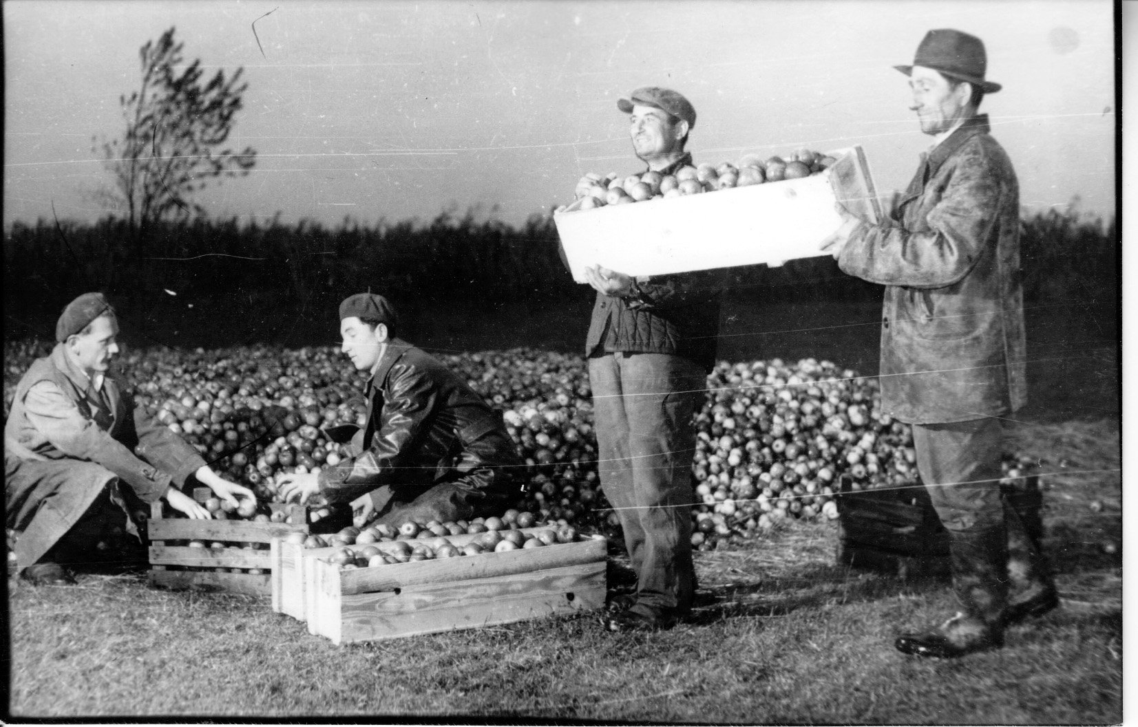 Válogatják és osztályozzák az almát a porrogszentkirályi Aranymező Tsz-ben (Rippl-Rónai Múzeum CC BY-NC-SA)