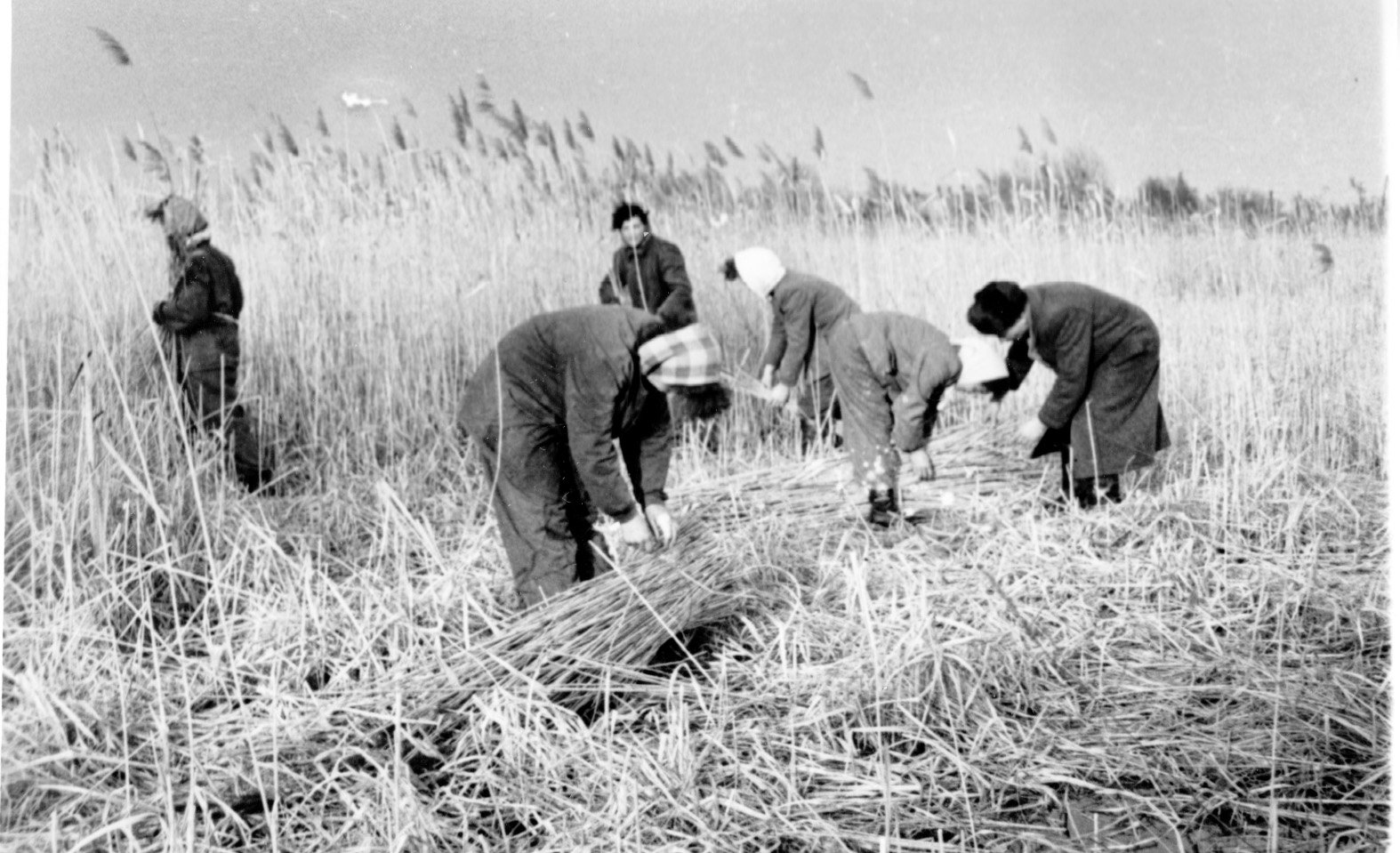 A Balatoni Népgazdasági Vállalat Batthyány-pusztai üzemegységében most van az aratás ideje (Rippl-Rónai Múzeum CC BY-NC-SA)
