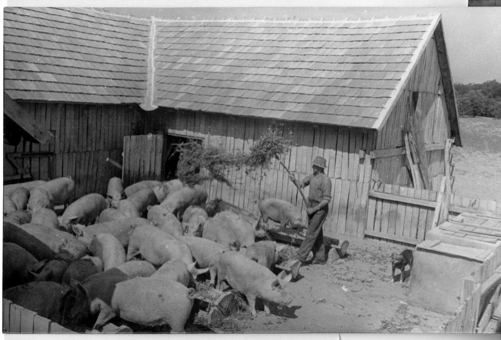 A 200 férőhelyes sertésszállás egy részében Pál József már gondozza a sertéseket (Rippl-Rónai Múzeum CC BY-NC-SA)
