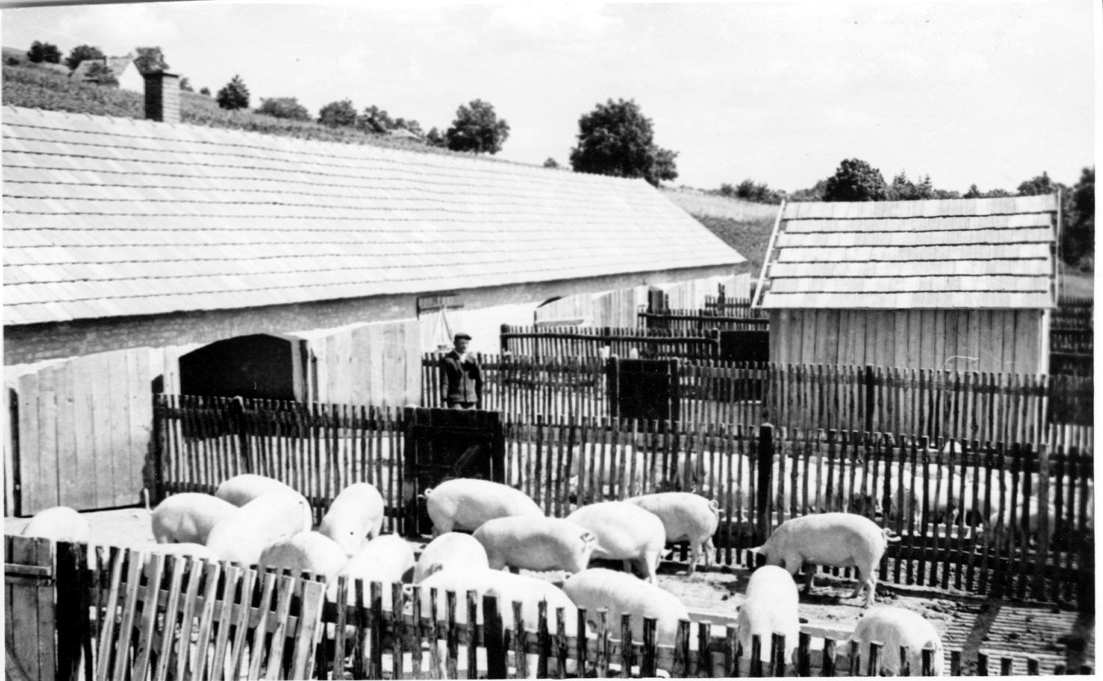 Kötcsei Jóreménység Tsz-ben 110 férőhelyes kacsaszállás készült el (Rippl-Rónai Múzeum CC BY-NC-SA)