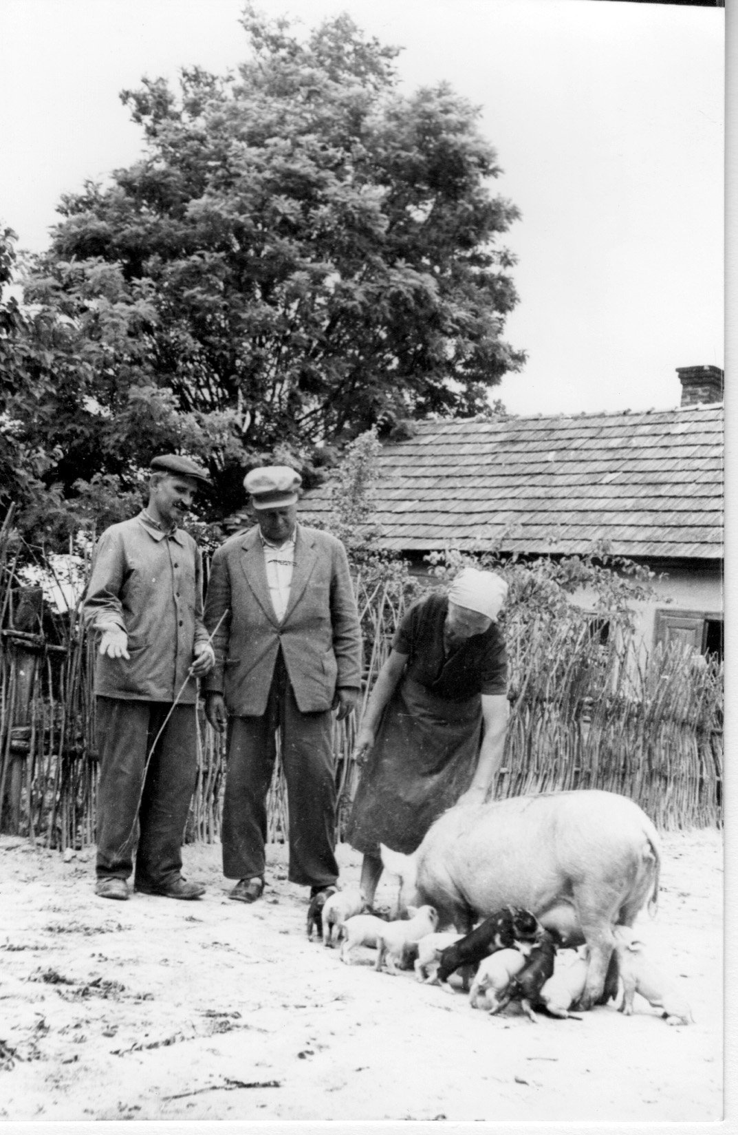 Somogyi Lajos a teleki Béke Tsz tagja az akciós kocával és malacaival (Rippl-Rónai Múzeum CC BY-NC-SA)