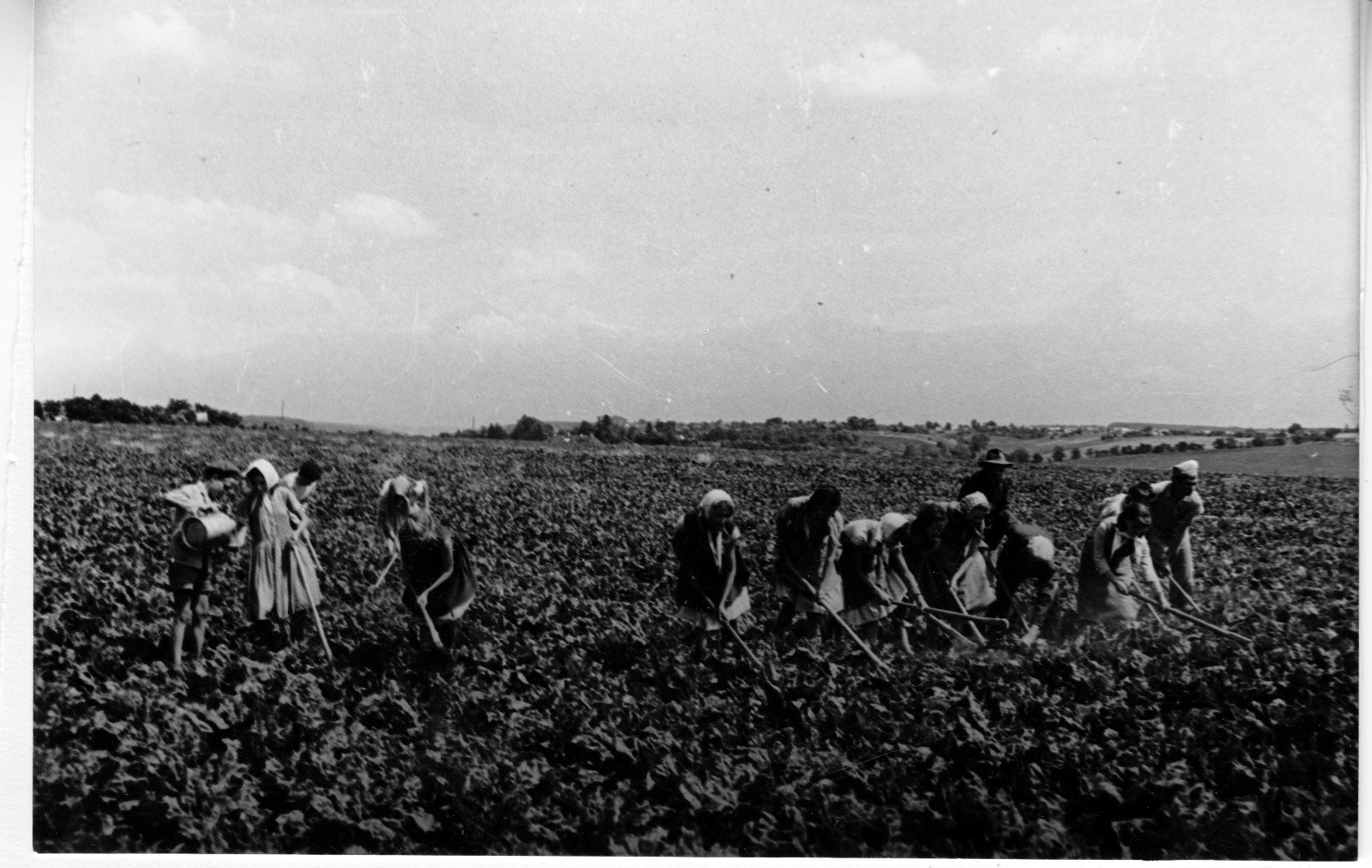 Az alsóbogáti VI-VIII. osztályos tanulók a harmadik gazoló kapálást végzik az Állami Gazdaság cukorrépa földjén (Rippl-Rónai Múzeum CC BY-NC-SA)