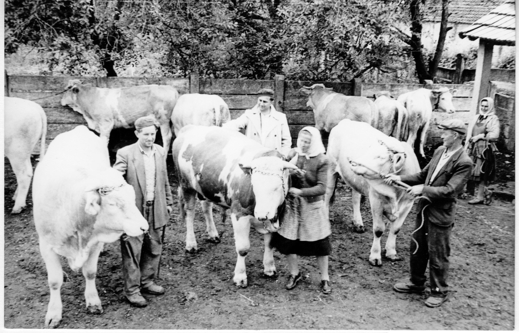 Kiskorpádon az Állatforgalmi Vállalat 9 db extrém I, II, III osztályú szarvasmarhát vett át a gazdáktól (Rippl-Rónai Múzeum CC BY-NC-SA)
