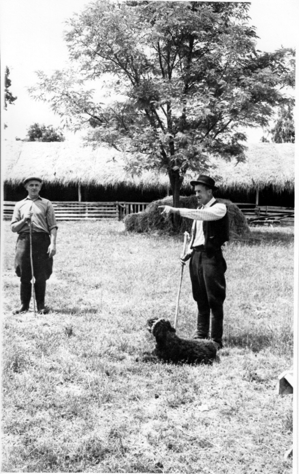 A nagykorpádi Petőfi Tsz juh állománya (Rippl-Rónai Múzeum CC BY-NC-SA)