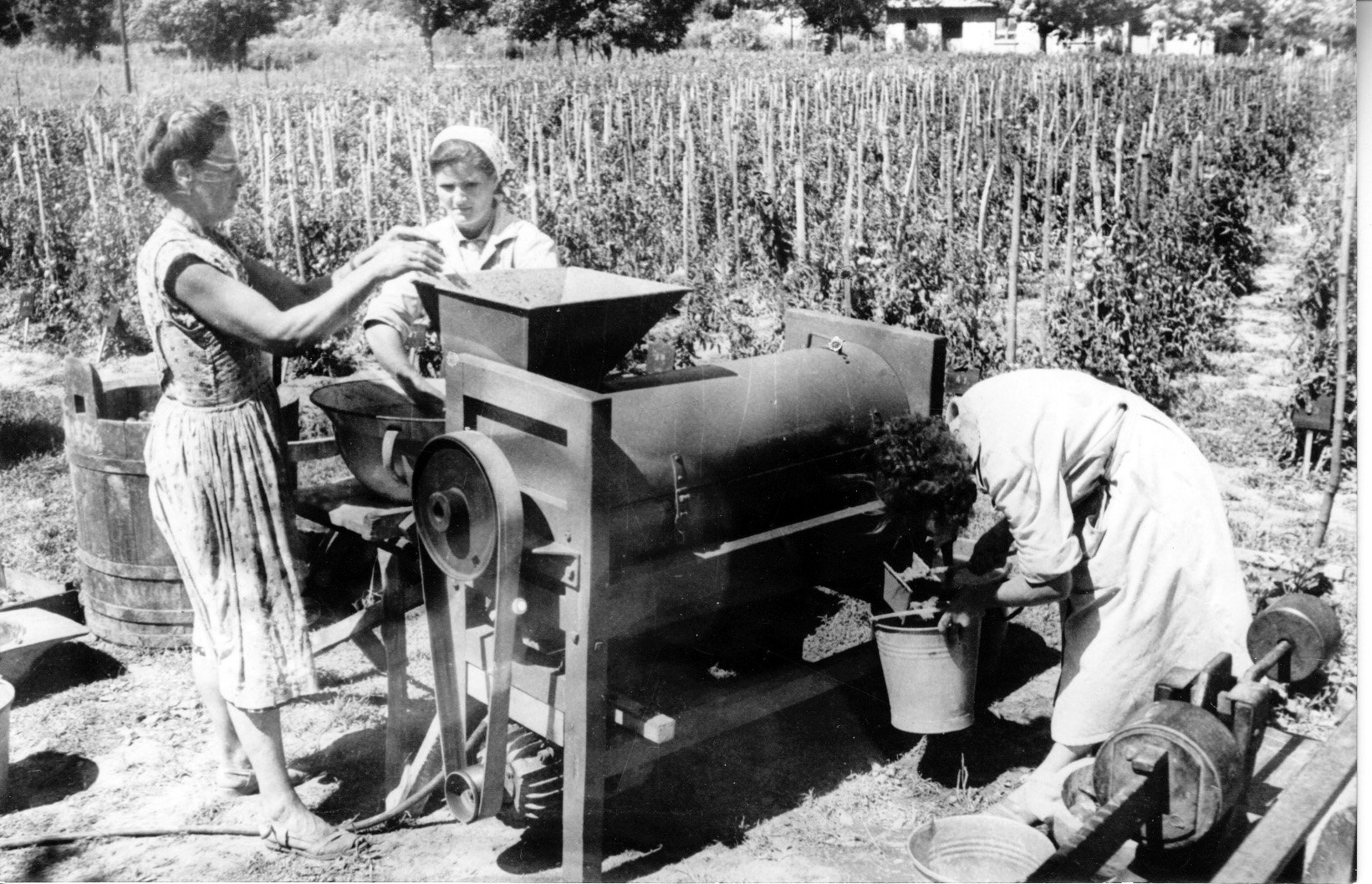 Az öreglaki Kertimag- és Gyógynövénytermelő Gazdaságban munka közben az elektromos paszírozó gép (Rippl-Rónai Múzeum CC BY-NC-SA)
