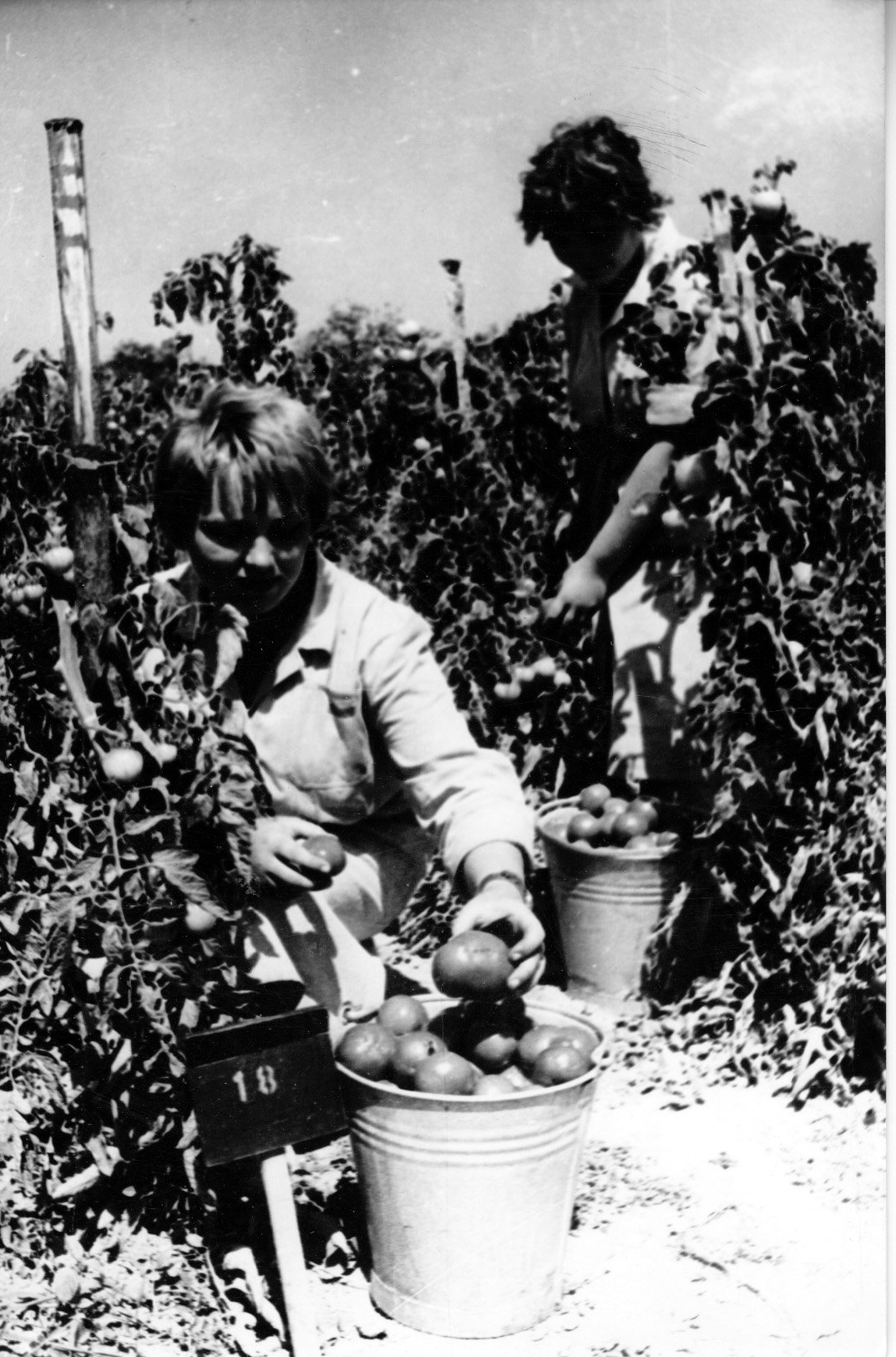 Az öreglaki Leányotthon. Szép termést hoz a paradicsom. Kovács Annus és Lévai Erzsi segédkezik a szedésnél (Rippl-Rónai Múzeum CC BY-NC-SA)
