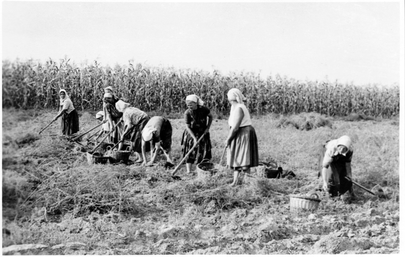 Szedik a burgonyát a vízvári Vörös Csillag Tsz asszonyai (Rippl-Rónai Múzeum CC BY-NC-SA)