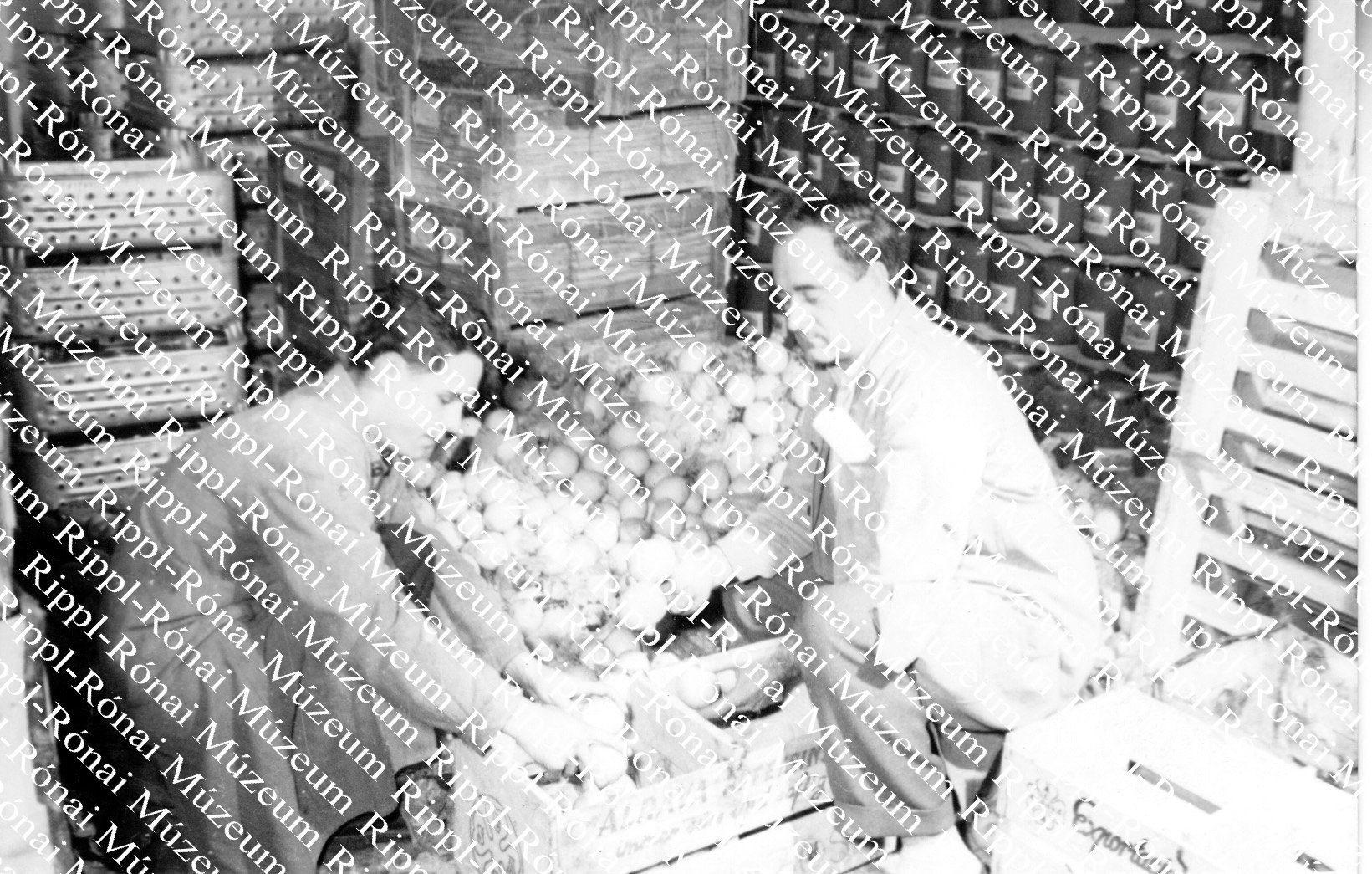 A FÜSZÉRT nagyatádi raktárában Tóth József telepvezető és Péter Oszkár az üzlet részére válogatja a déligyümölcsöt (Rippl-Rónai Múzeum CC BY-NC-SA)