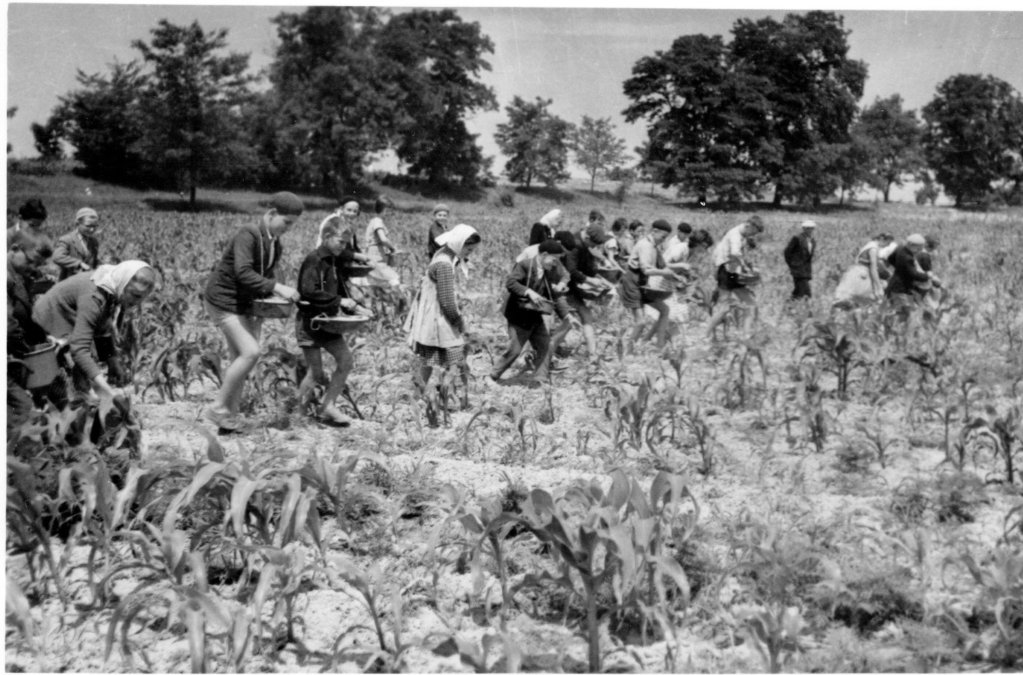 A Lábodi Állami Gazdaság kukoricatábláját az úttörők pétisózzák (Rippl-Rónai Múzeum CC BY-NC-SA)