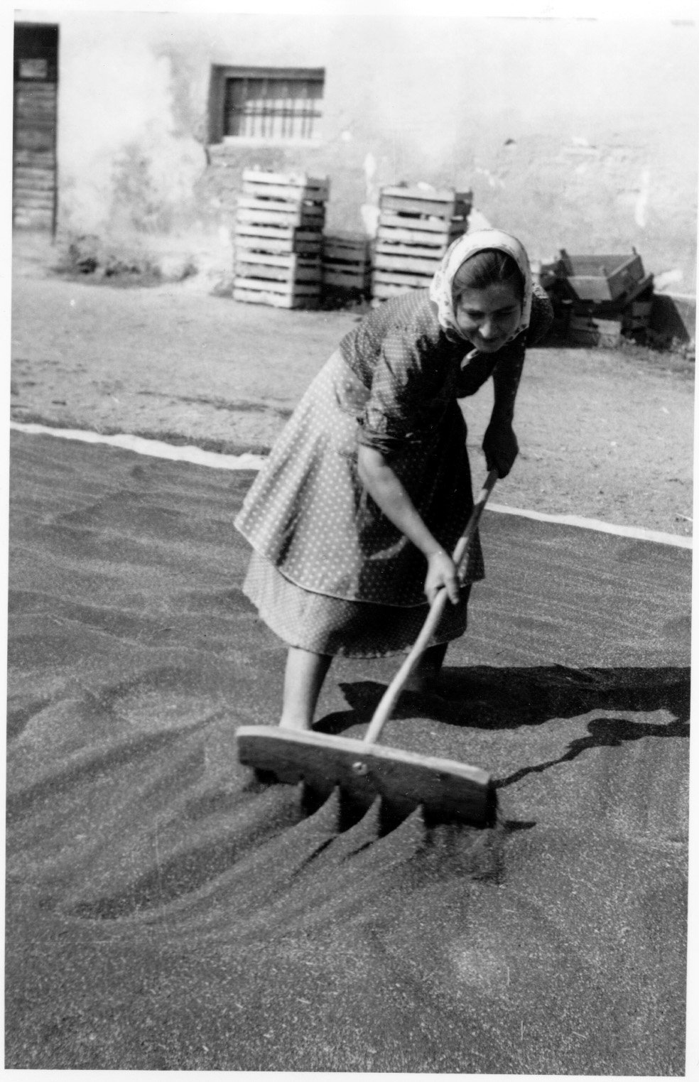 Dobri Istvánné, a berzencei Búzakalász Tsz tagja a csépelt magot szárítja (Rippl-Rónai Múzeum CC BY-NC-SA)