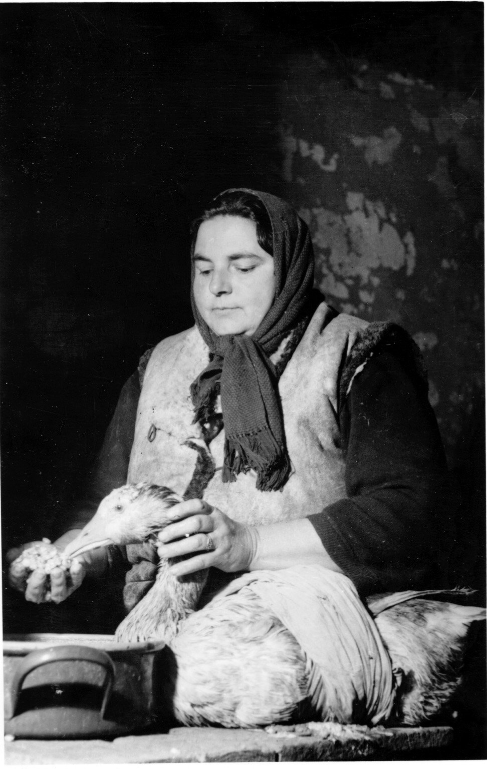 Balogh Ferencné, somogyfajszi gazdaasszony libát töm (Rippl-Rónai Múzeum CC BY-NC-SA)