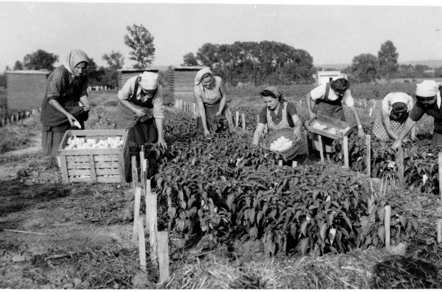 A balatonszentgyörgyi Dél-Balaton Tsz vörsi üzemegységében szedik a paprikát a kertészet dolgozói (Rippl-Rónai Múzeum CC BY-NC-SA)
