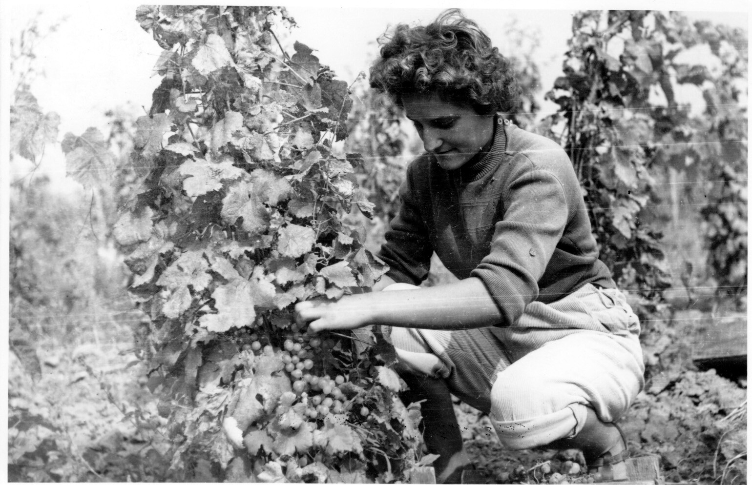 A Balatonboglári Állami Gazdaság szőlészetében szüretelik a csemege szőlőt (Rippl-Rónai Múzeum CC BY-NC-SA)