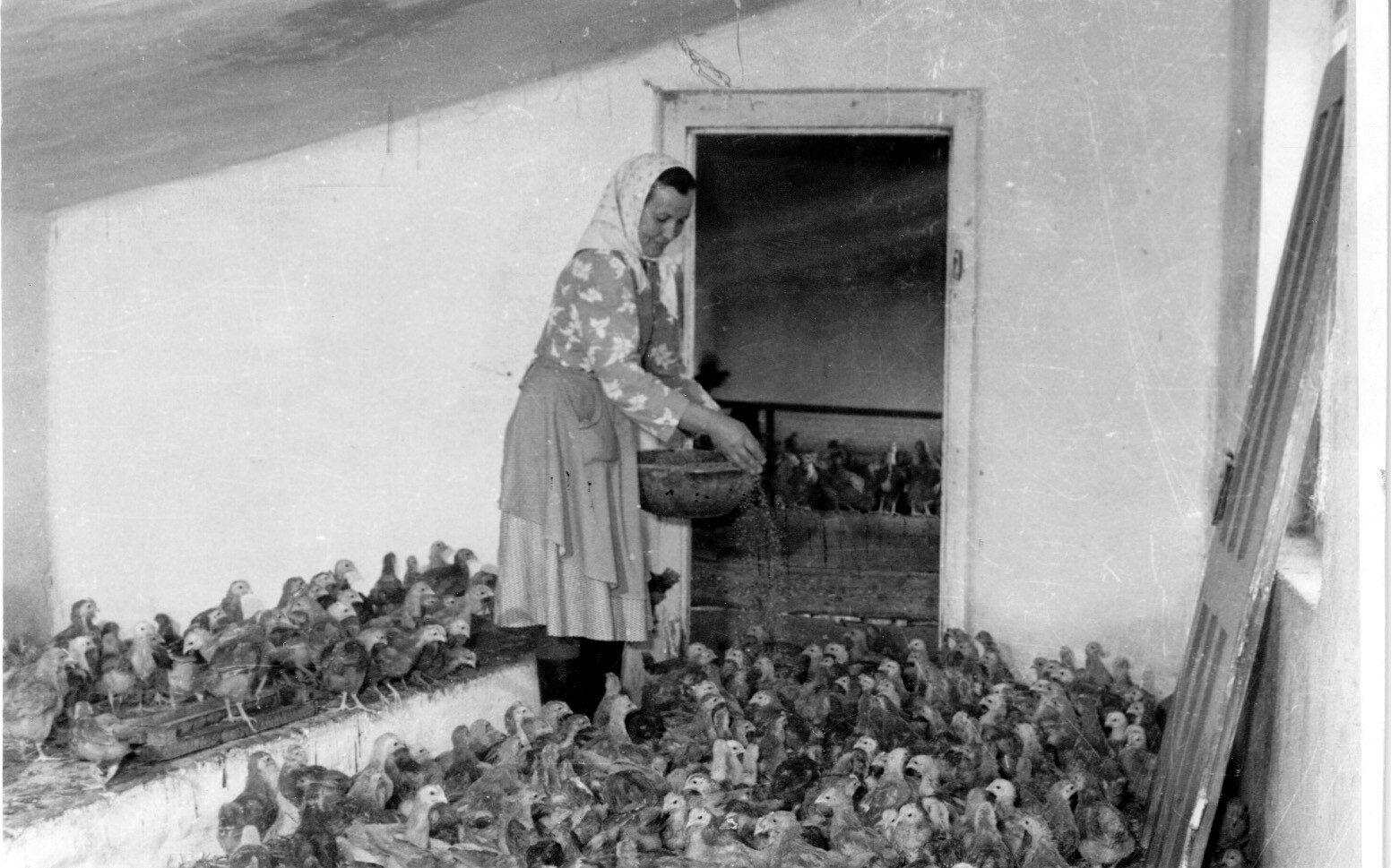 A kadarkúti Szabadság Tsz-ben szerződéses pecsenyecsirkéket nevel Koszticsa Mária (Rippl-Rónai Múzeum CC BY-NC-SA)
