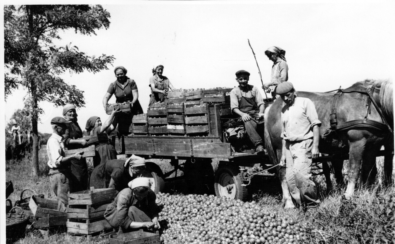 Szállítják a paradicsomot a mezőcsokonyai Új Erő Tsz-ből a MÉK-nek (Rippl-Rónai Múzeum CC BY-NC-SA)