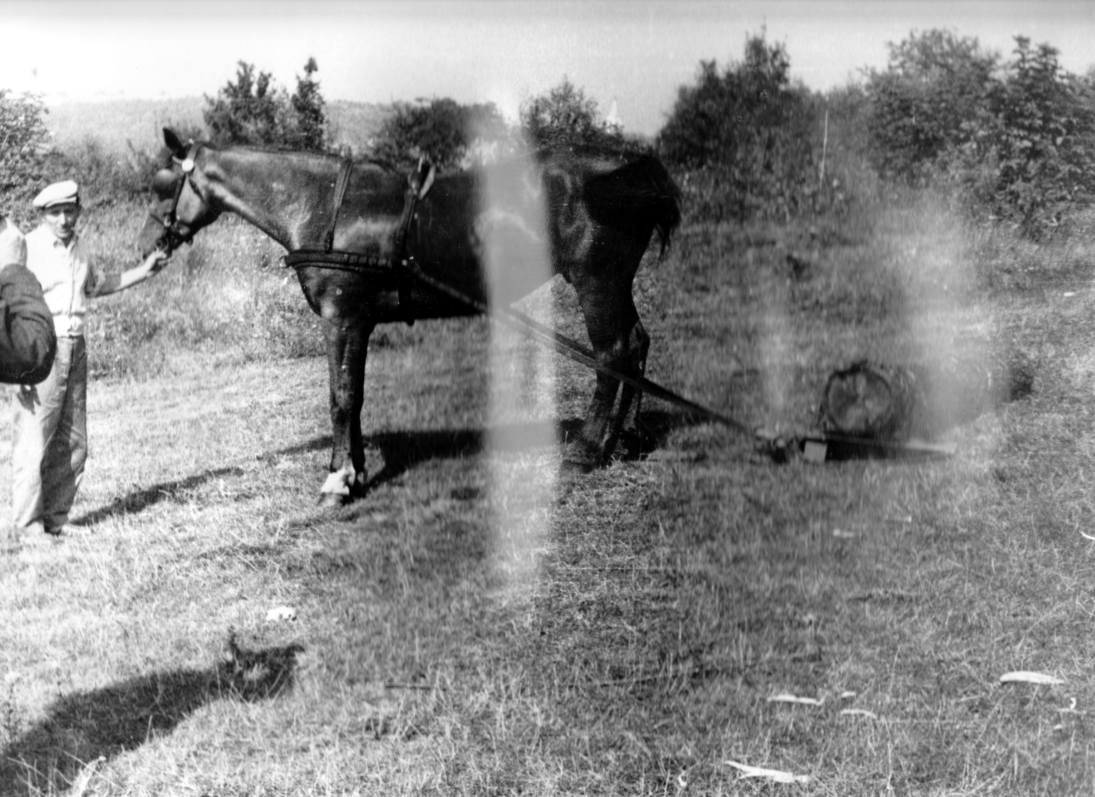 Erdőgazdaság. Ló húzza ki a szabad térre a nagyobb rönköket (Rippl-Rónai Múzeum CC BY-NC-SA)