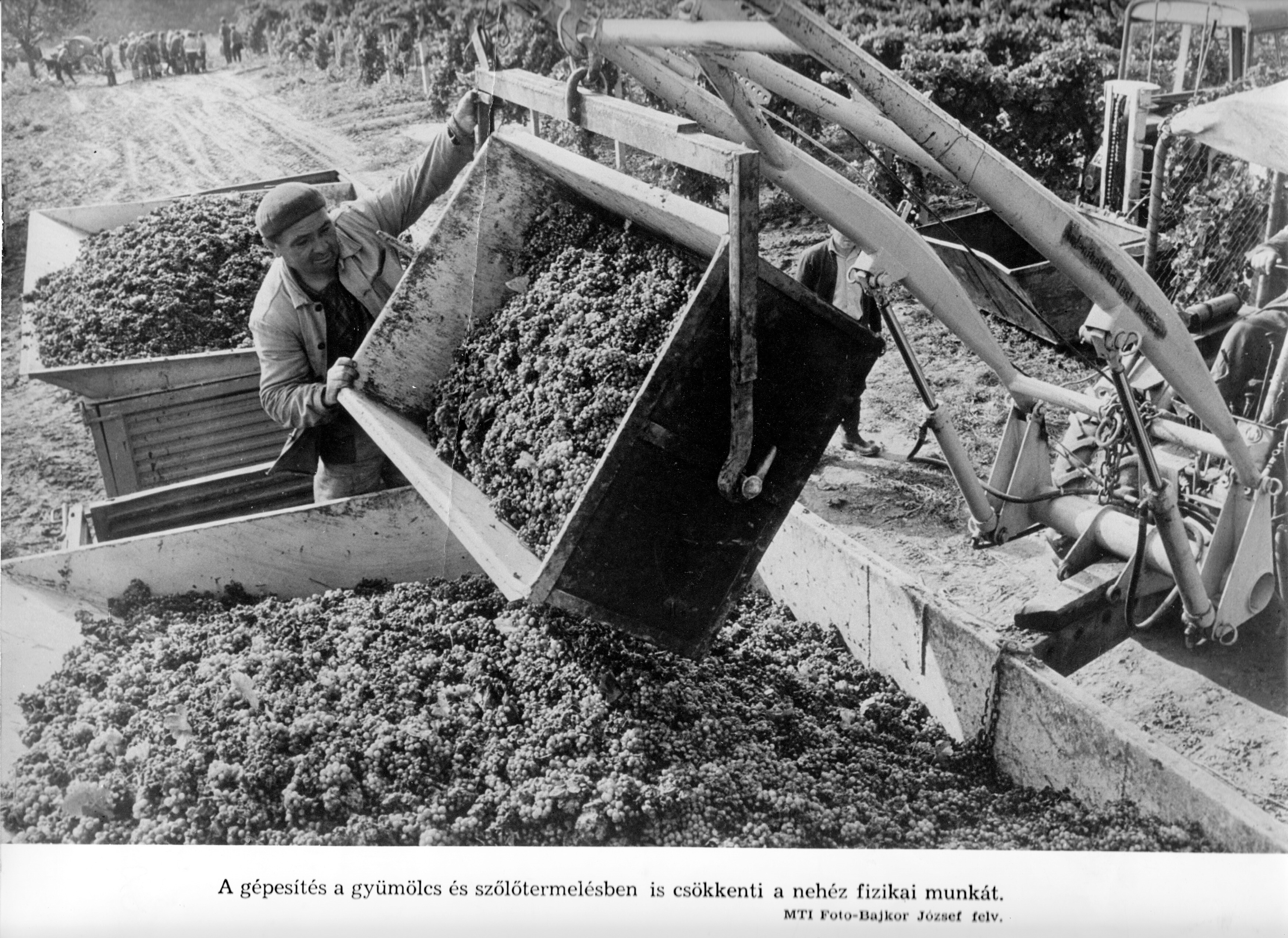 Szőlőszüret a balatonboglári gazdaságban (Rippl-Rónai Múzeum CC BY-NC-SA)