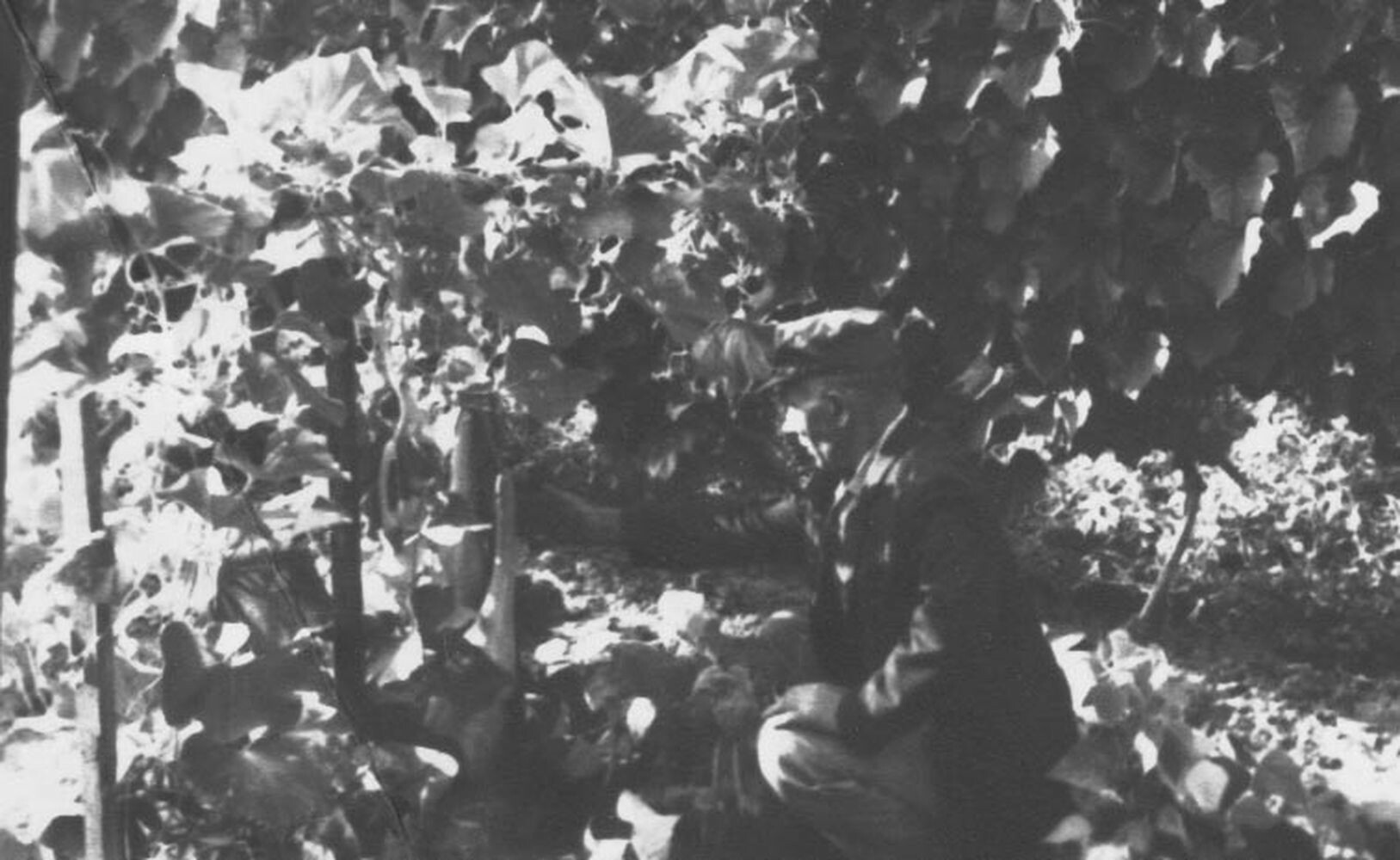 Kobaktök a szőlőben (Rippl-Rónai Múzeum CC BY-NC-ND)