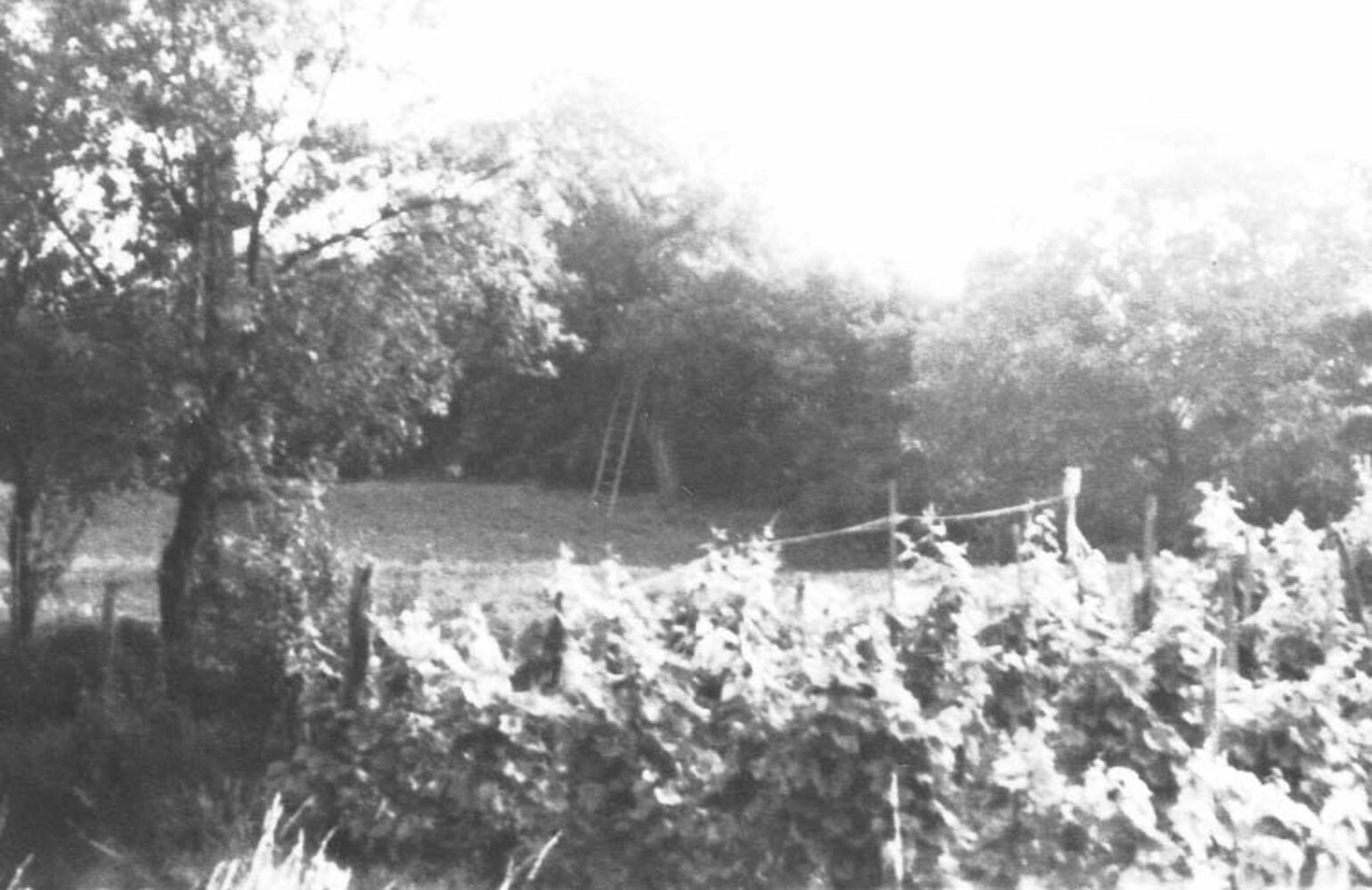 Karós művelésű szőlő. Csurgó (Rippl-Rónai Múzeum CC BY-NC-ND)
