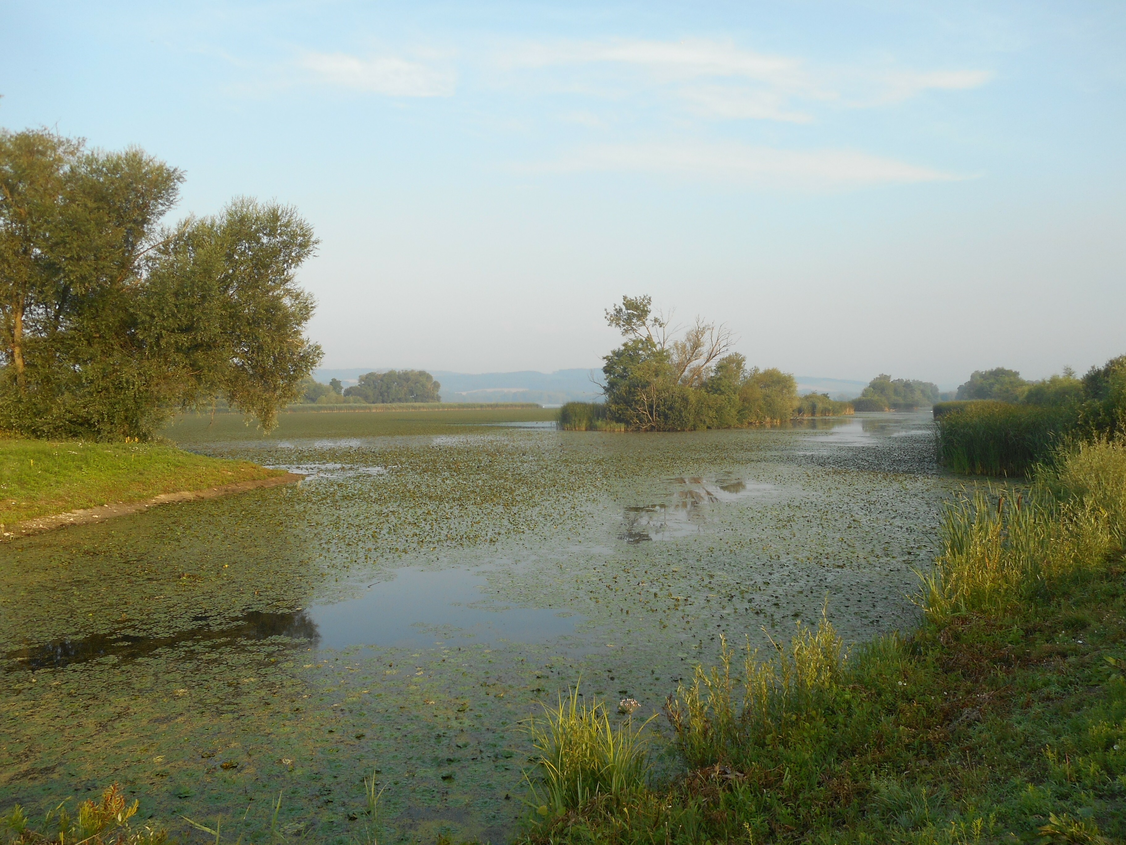 Zala-folyó a Kis-Balatonnál (Rippl-Rónai Múzeum CC BY-NC-ND)