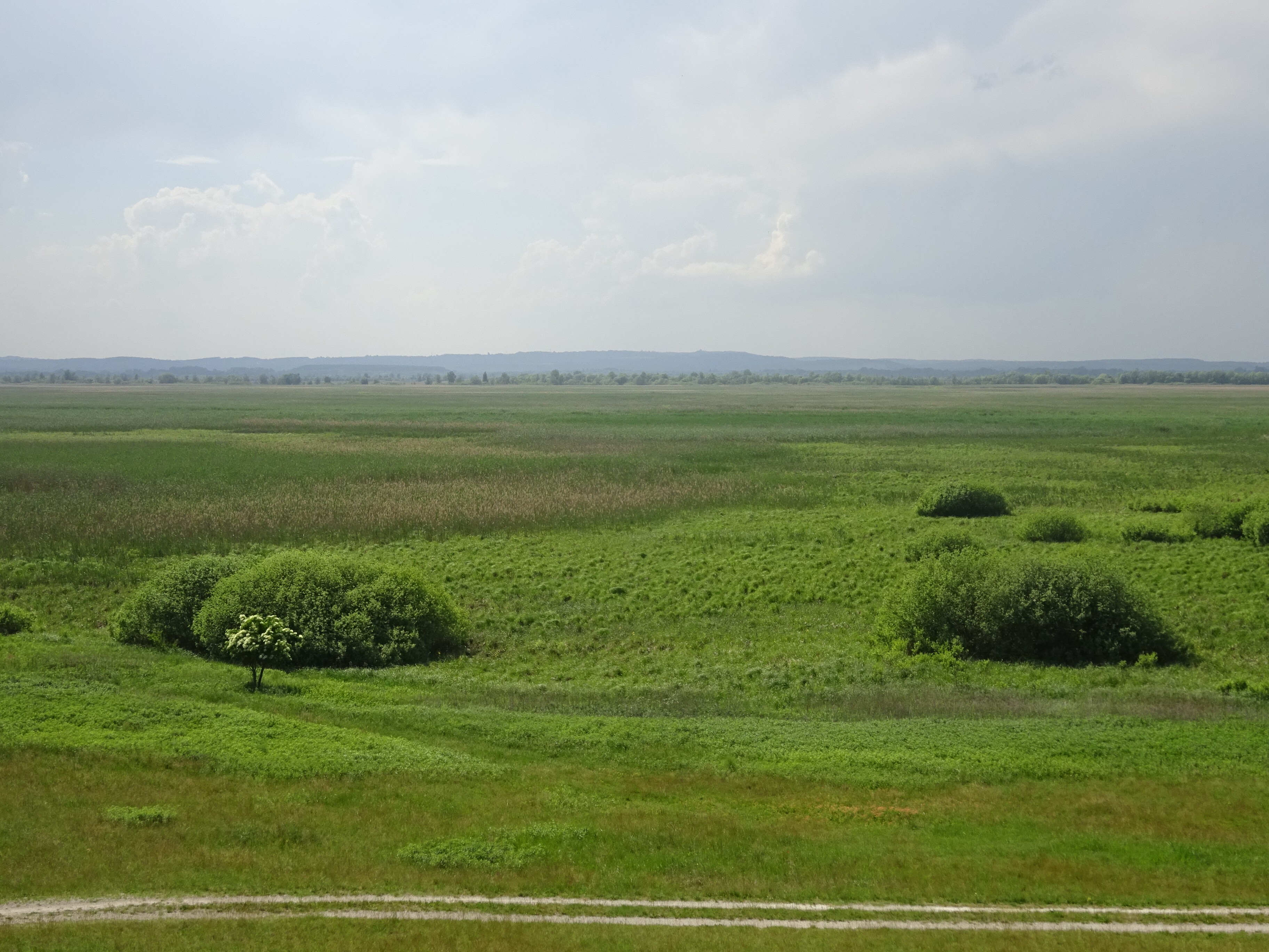Bokorfüzes-nádas élőhelyegyüttes - Vörs, Kis-Balaton (Rippl-Rónai Múzeum CC BY-NC-ND)