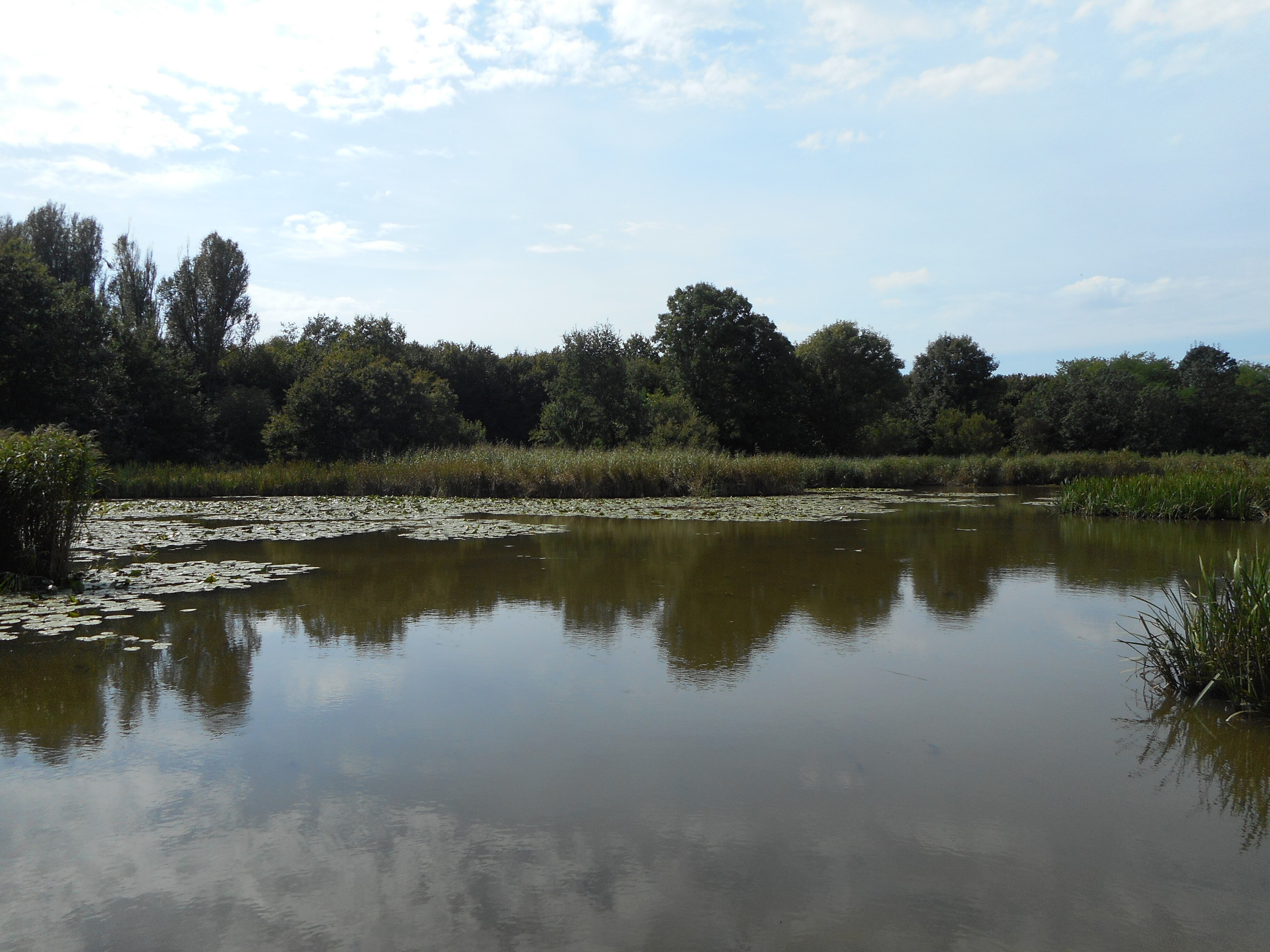 Halastó körüli vízi növénytársulások - Deseda, Somogyaszaló (Rippl-Rónai Múzeum CC BY-NC-ND)