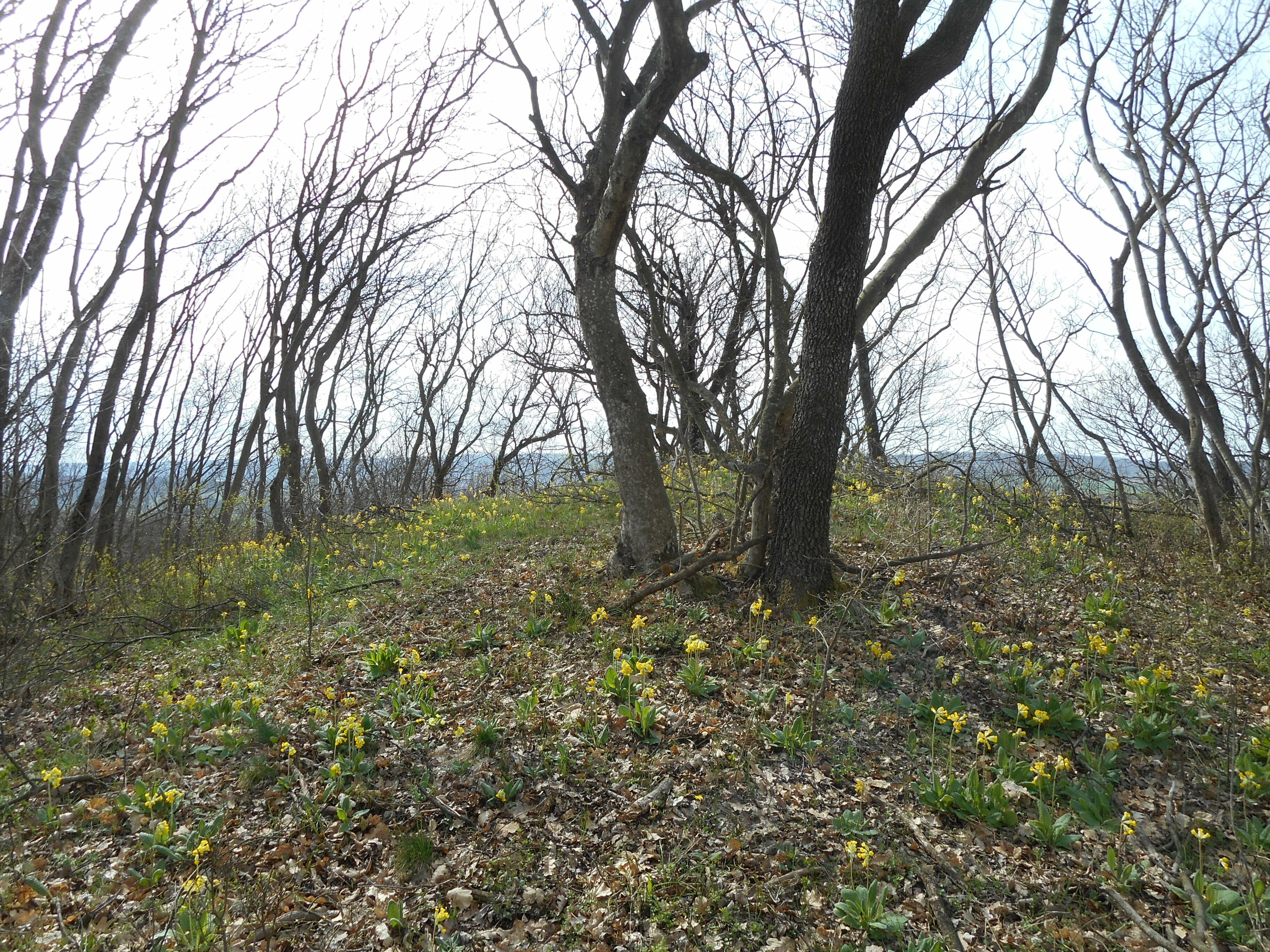 Molyhos-tölgyes dombgerinc tavaszi kankalinokkal - Rezi (Rippl-Rónai Múzeum CC BY-NC-ND)