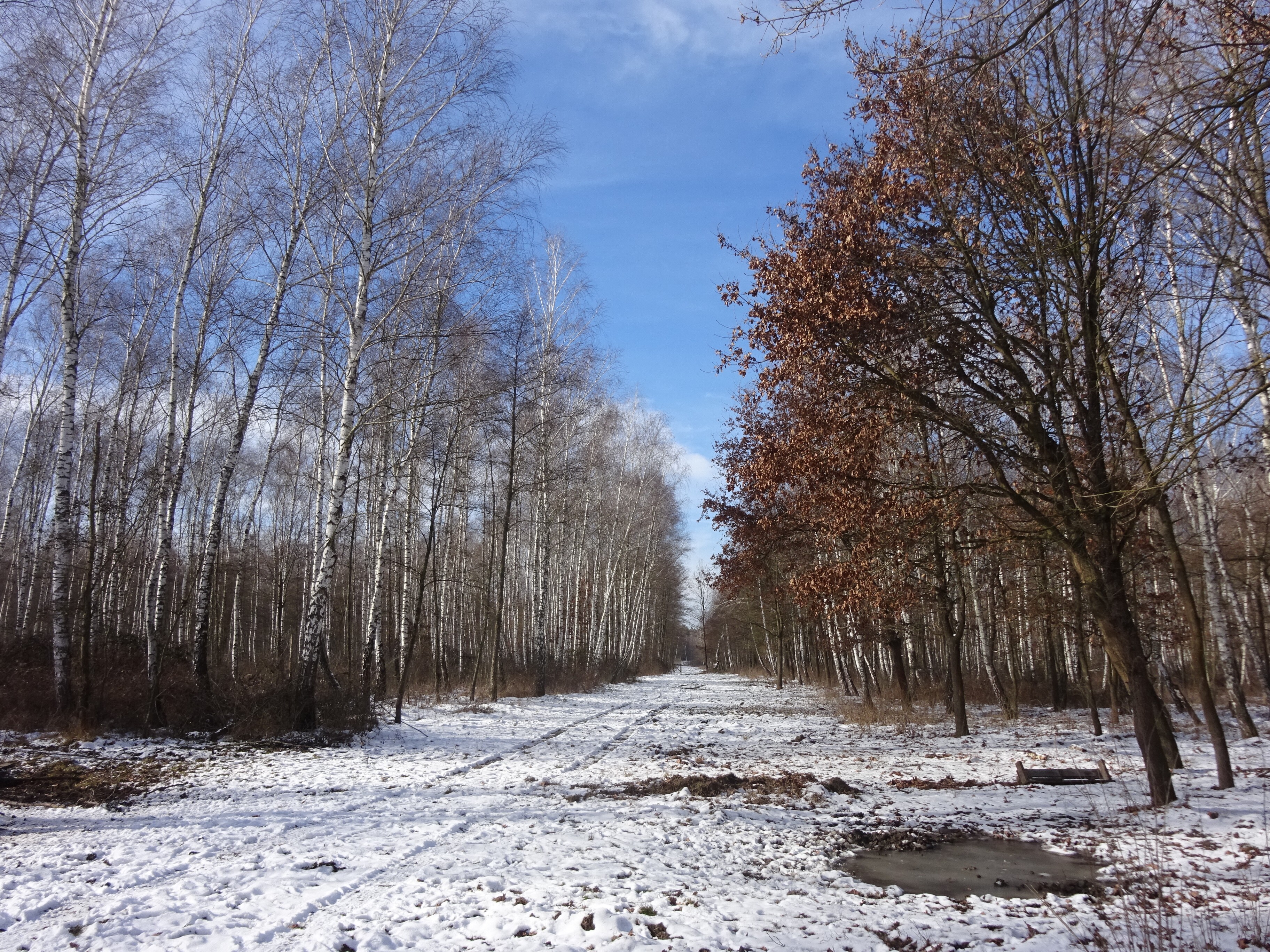 Belső-somogyi nyírfaerdő - Boronka-melléki Tájvédelmi Körzet (Rippl-Rónai Múzeum CC BY-NC-ND)