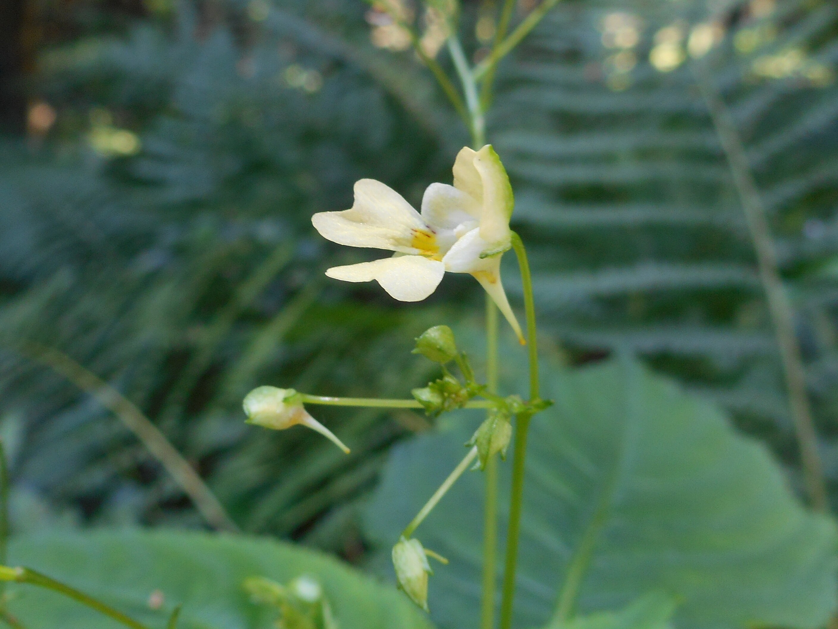 Kisvirágú nebáncsvirág - Impatiens parviflora (Rippl-Rónai Múzeum CC BY-NC-ND)