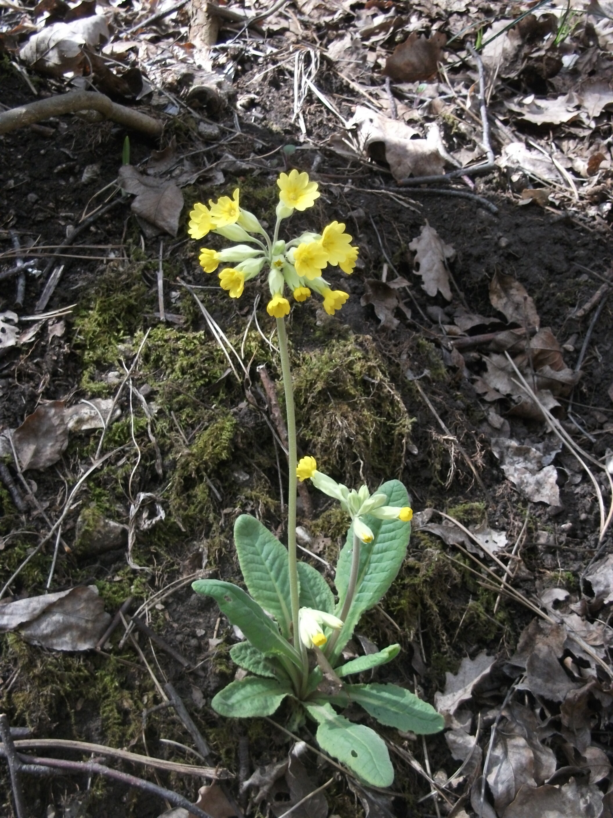 Tavaszi kankalin - Primula veris (Rippl-Rónai Múzeum CC BY-NC-ND)