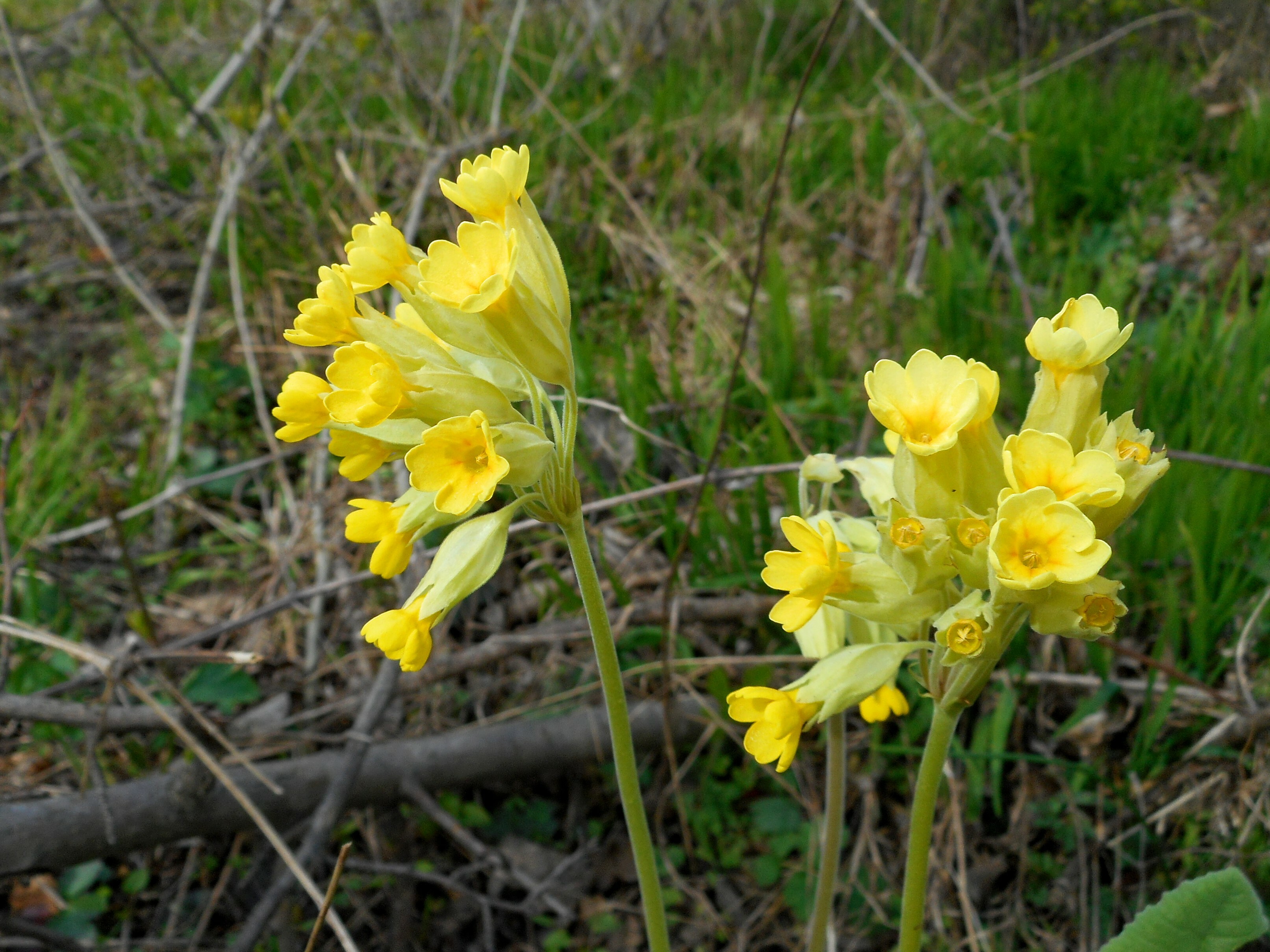 Tavaszi kankalin - Primula veris 2 (Rippl-Rónai Múzeum CC BY-NC-ND)