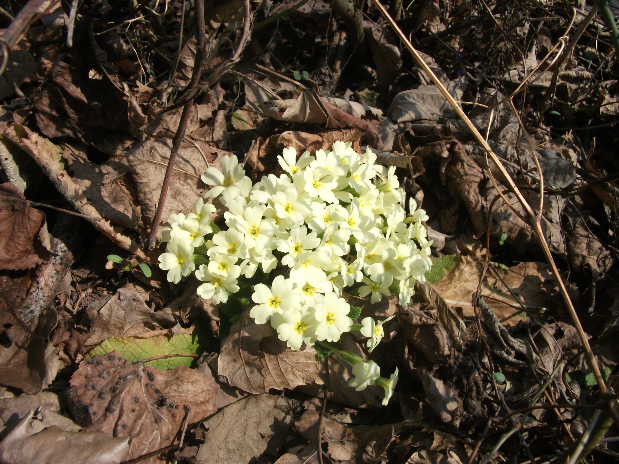 Szártalan kankalin - Primula vulgaris 3 (Rippl-Rónai Múzeum CC BY-NC-ND)