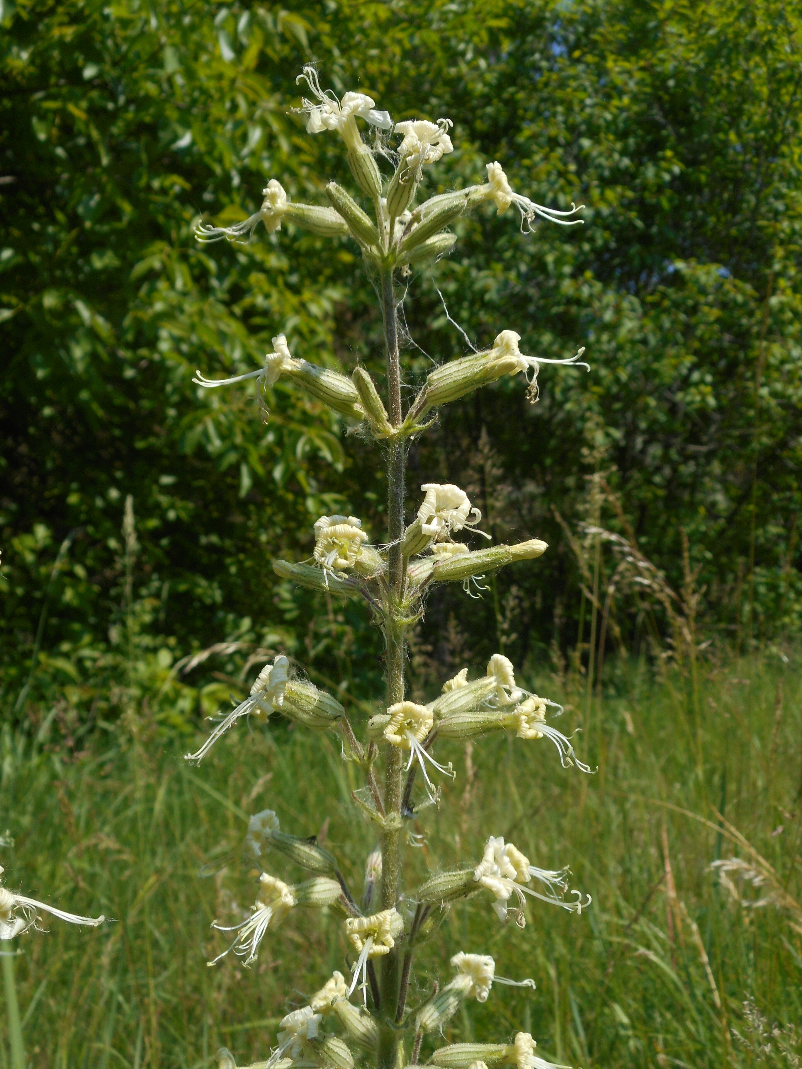 Ragadós mécsvirág - Silene viscosa (Rippl-Rónai Múzeum CC BY-NC-ND)