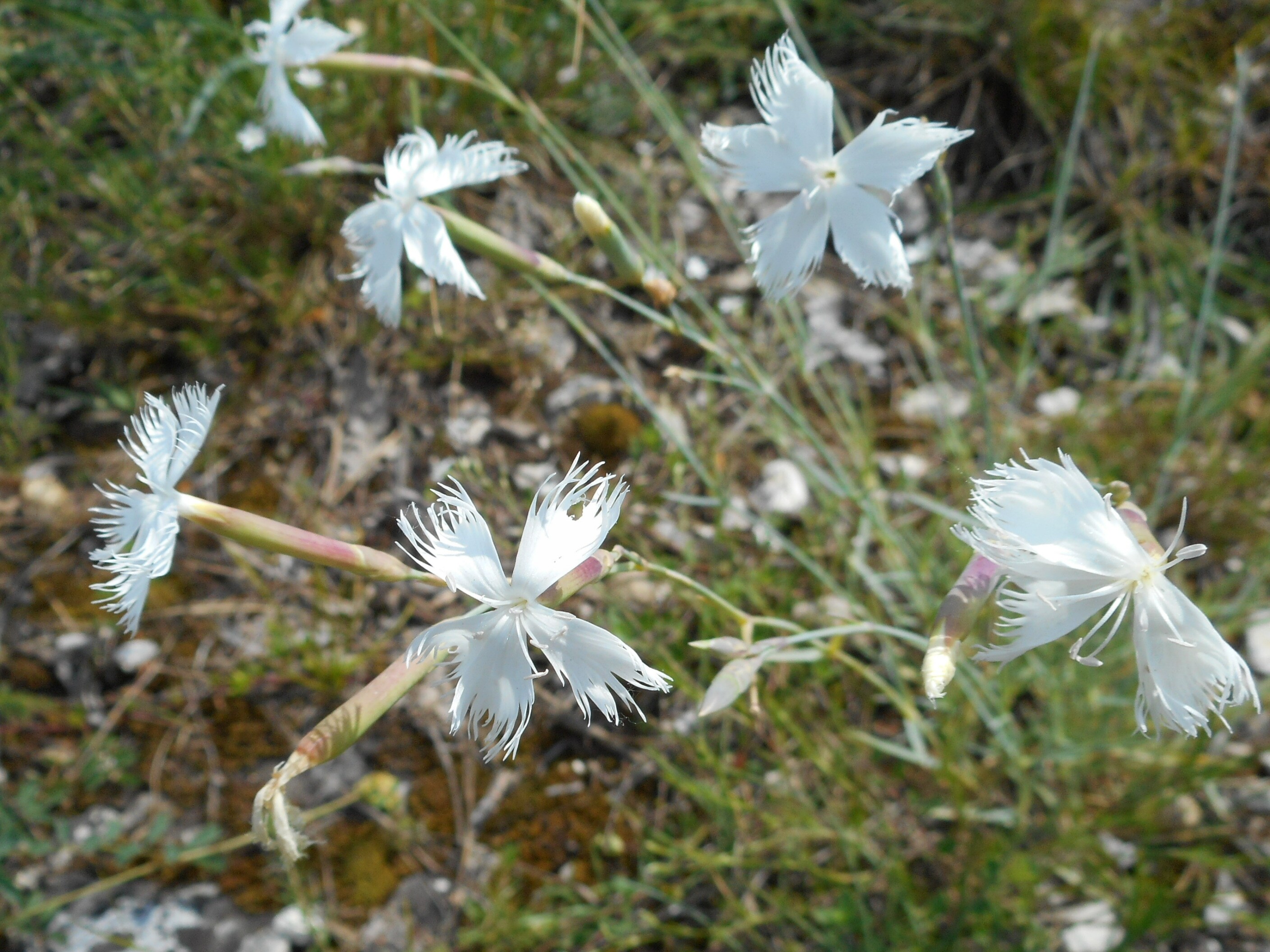 István király-szegfű - Dianthus plumarius subsp. regis-stephani 3 (Rippl-Rónai Múzeum CC BY-NC-ND)