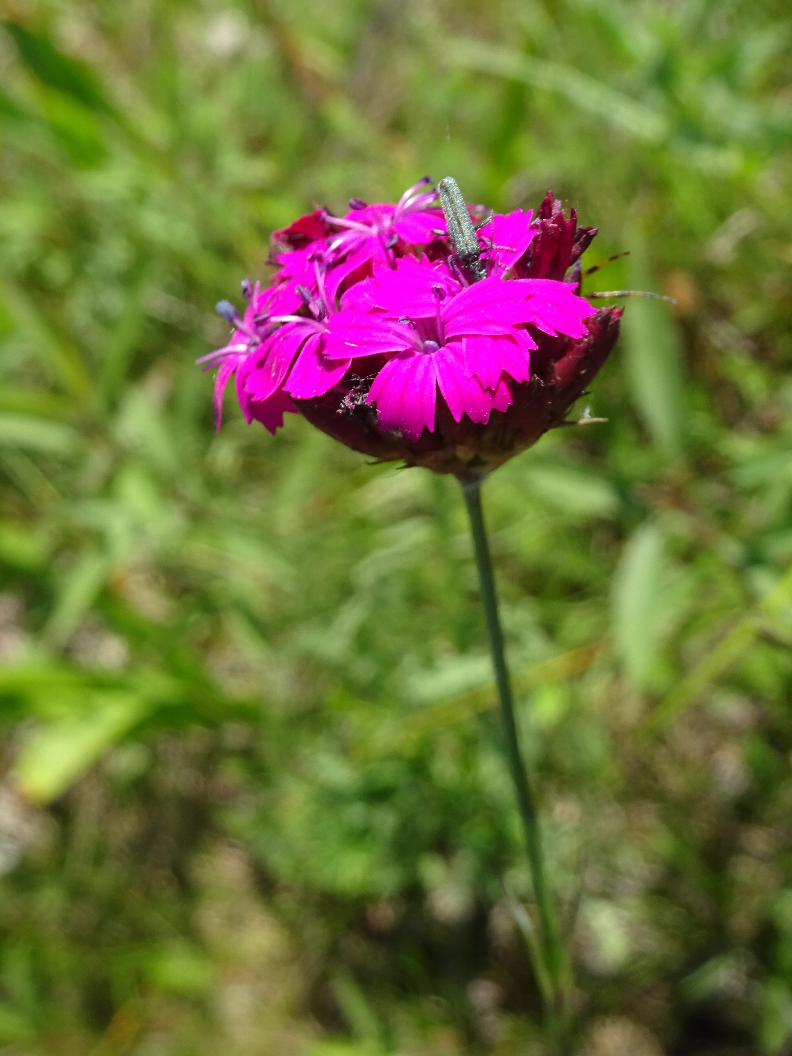 Magyar szegfű - Dianthus pontederae (Rippl-Rónai Múzeum CC BY-NC-ND)