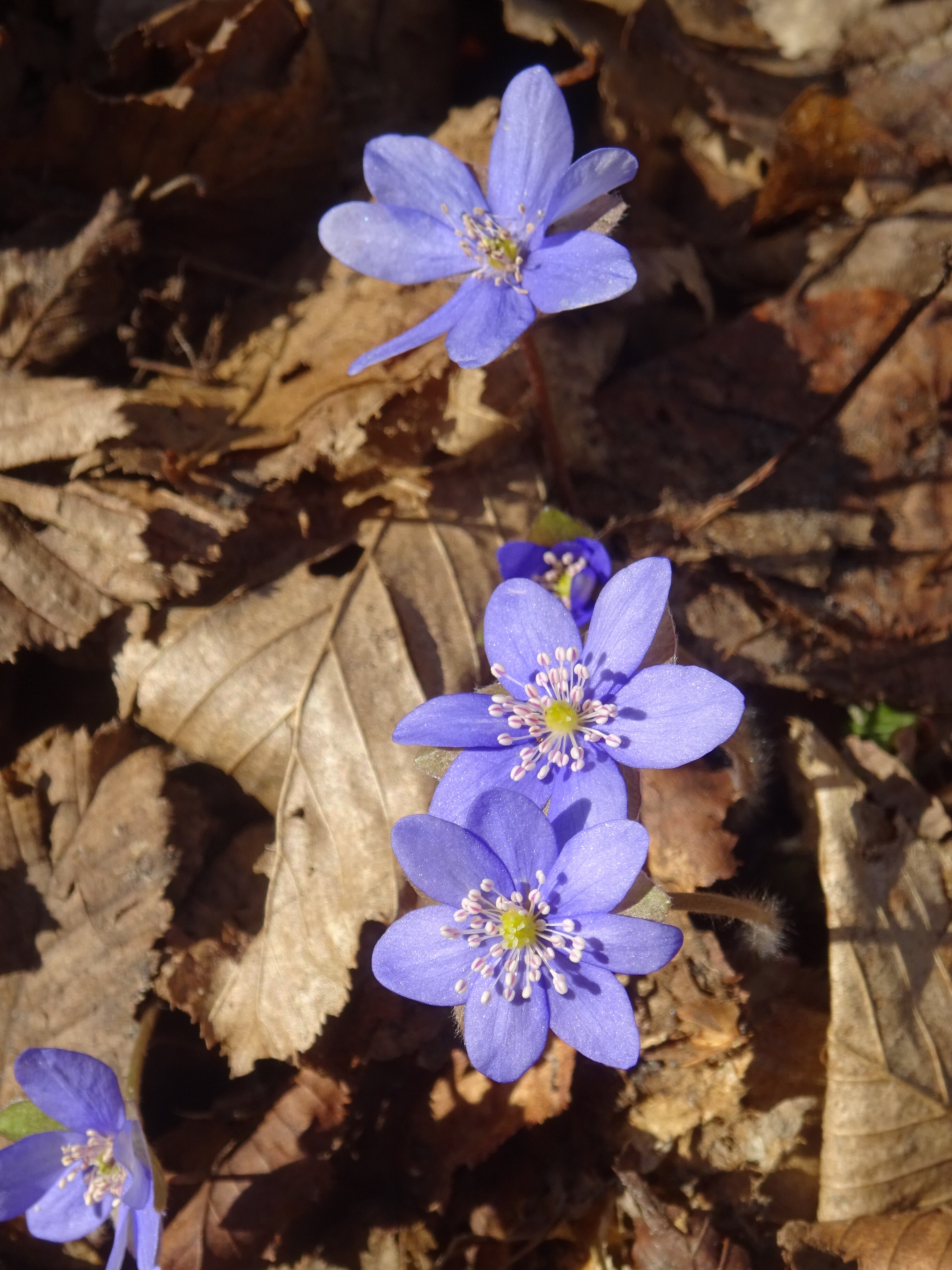 Nemes májvirág - Hepatica nobilis 6 (Rippl-Rónai Múzeum CC BY-NC-ND)