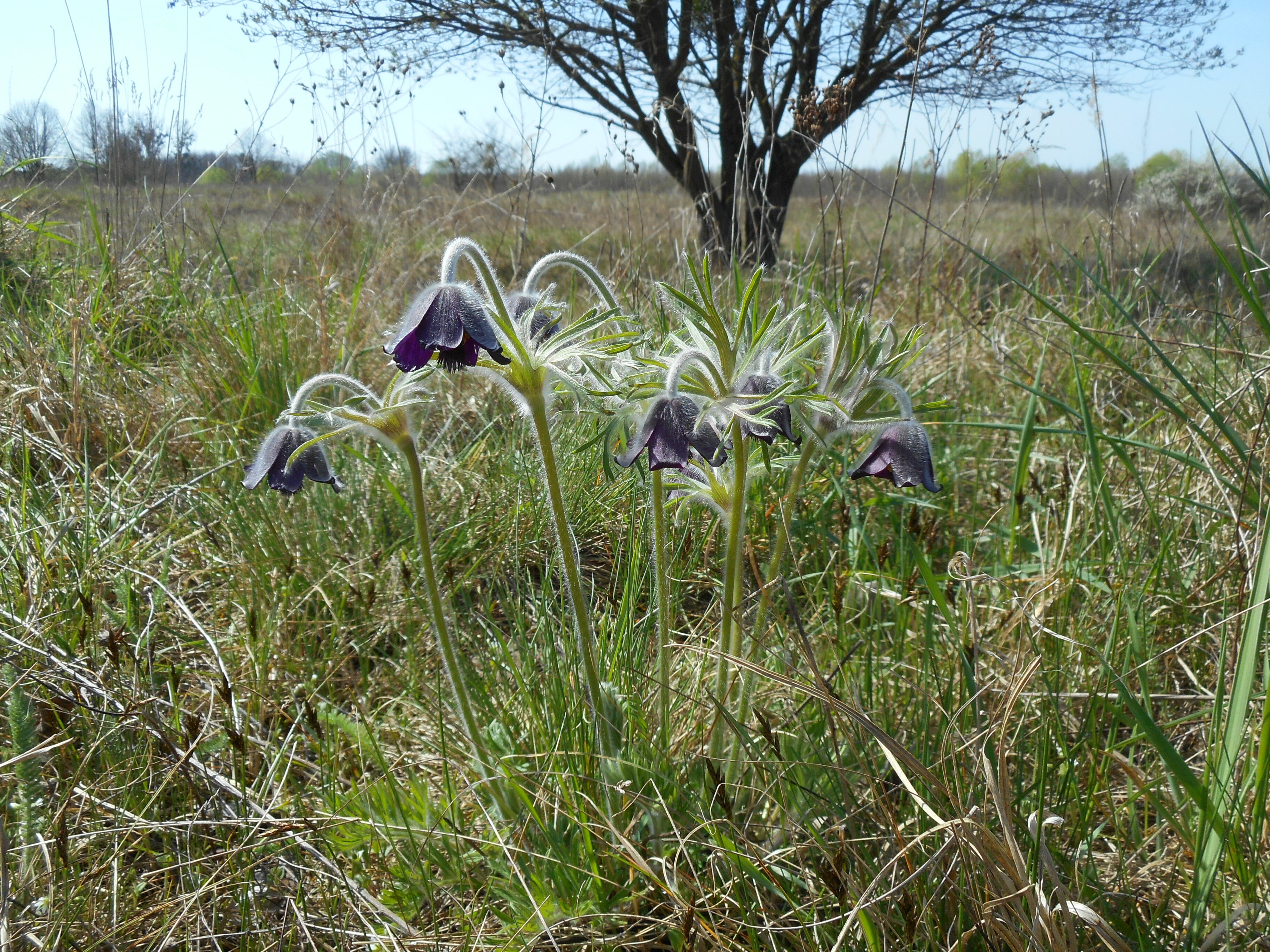 Fekete kökörcsin - Pulsatilla pratensis ssp. nigricans 5 (Rippl-Rónai Múzeum CC BY-NC-ND)