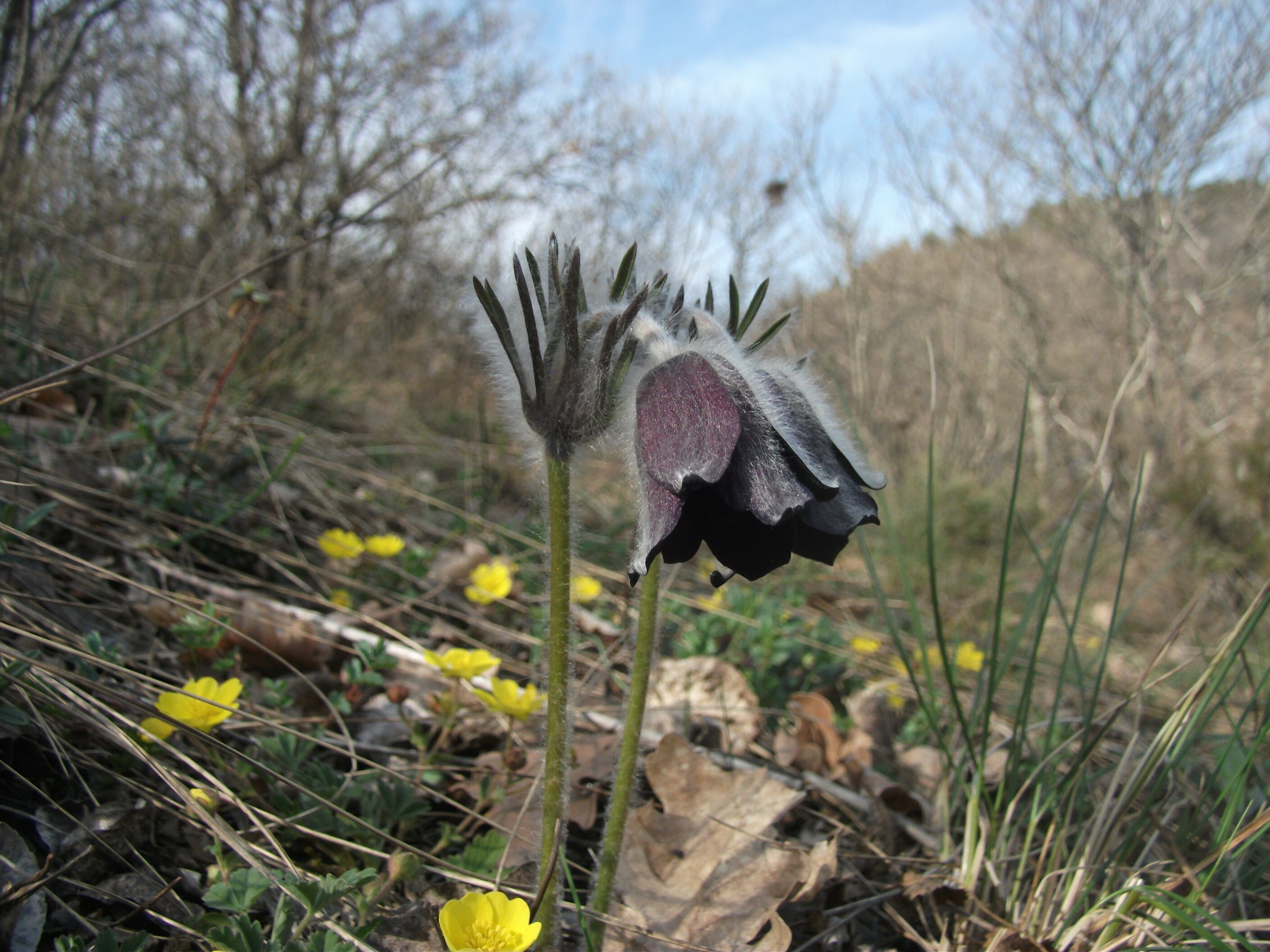 Fekete kökörcsin - Pulsatilla pratensis ssp. nigricans 9 (Rippl-Rónai Múzeum CC BY-NC-ND)