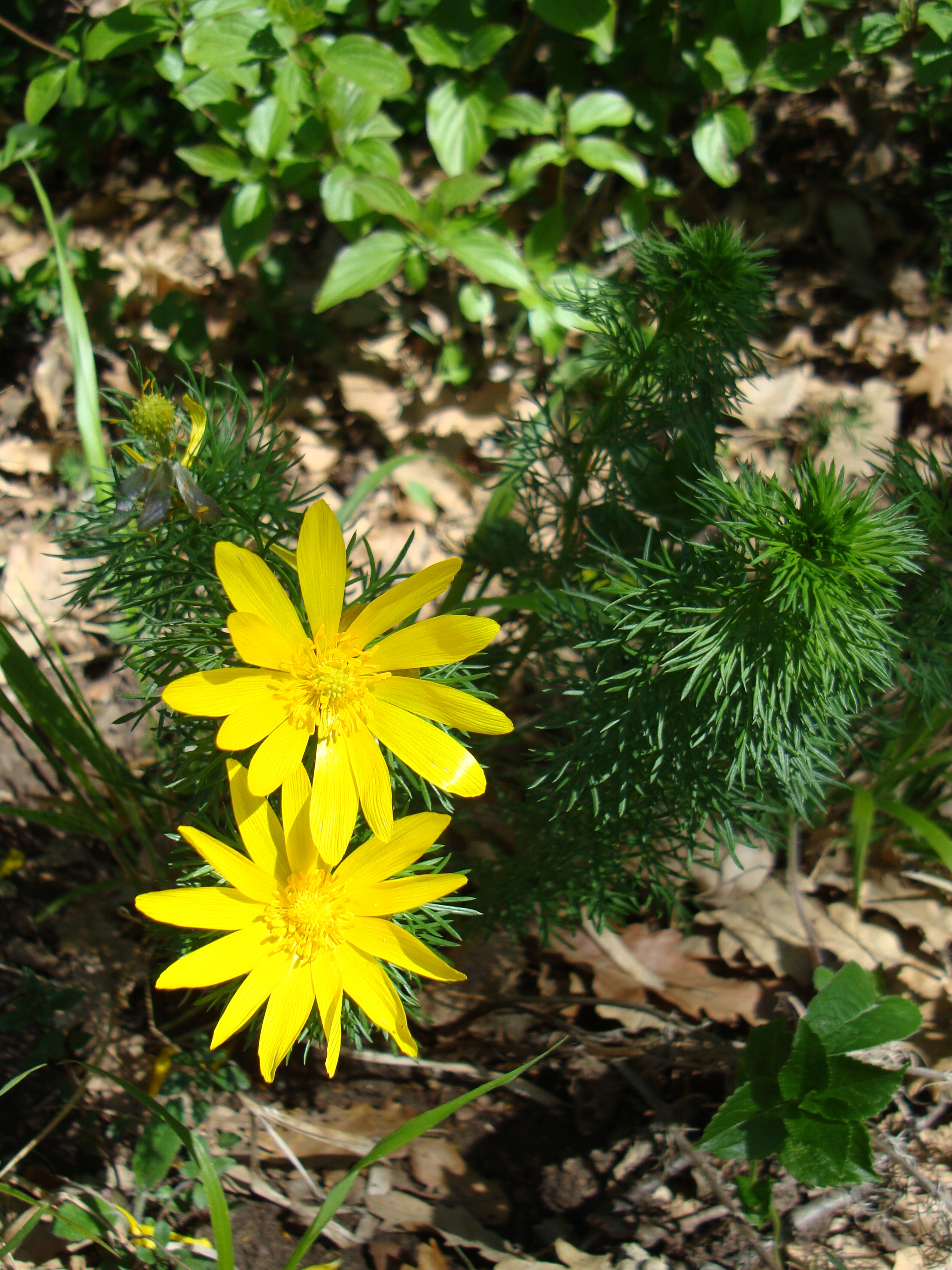 Tavaszi hérics - Adonis vernalis (Rippl-Rónai Múzeum CC BY-NC-ND)